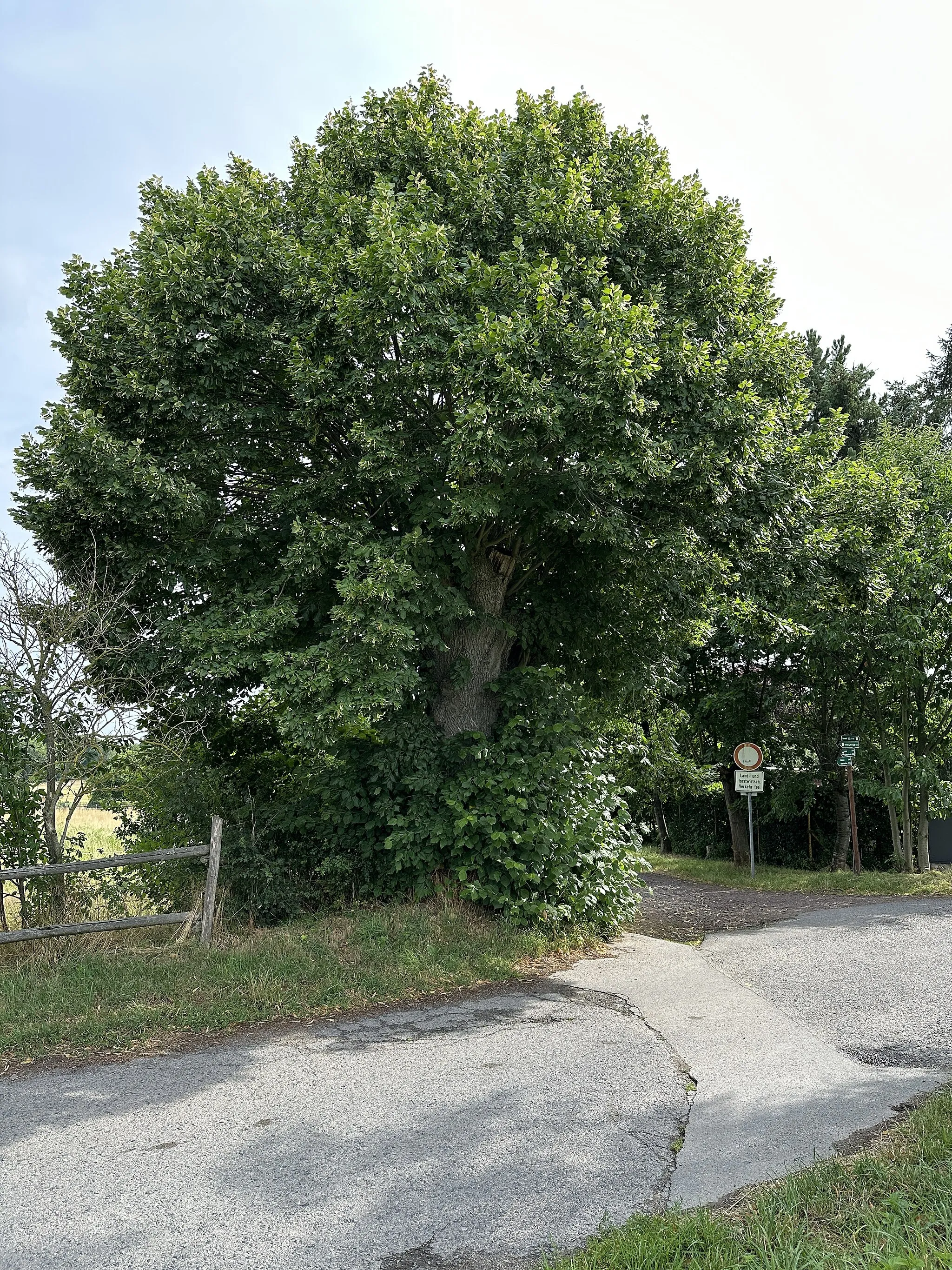 Photo showing: Naturdenkmal Nr. MEI 068, Sommerlinde südwestlich Bärnsdorf im Landkreis Meißen