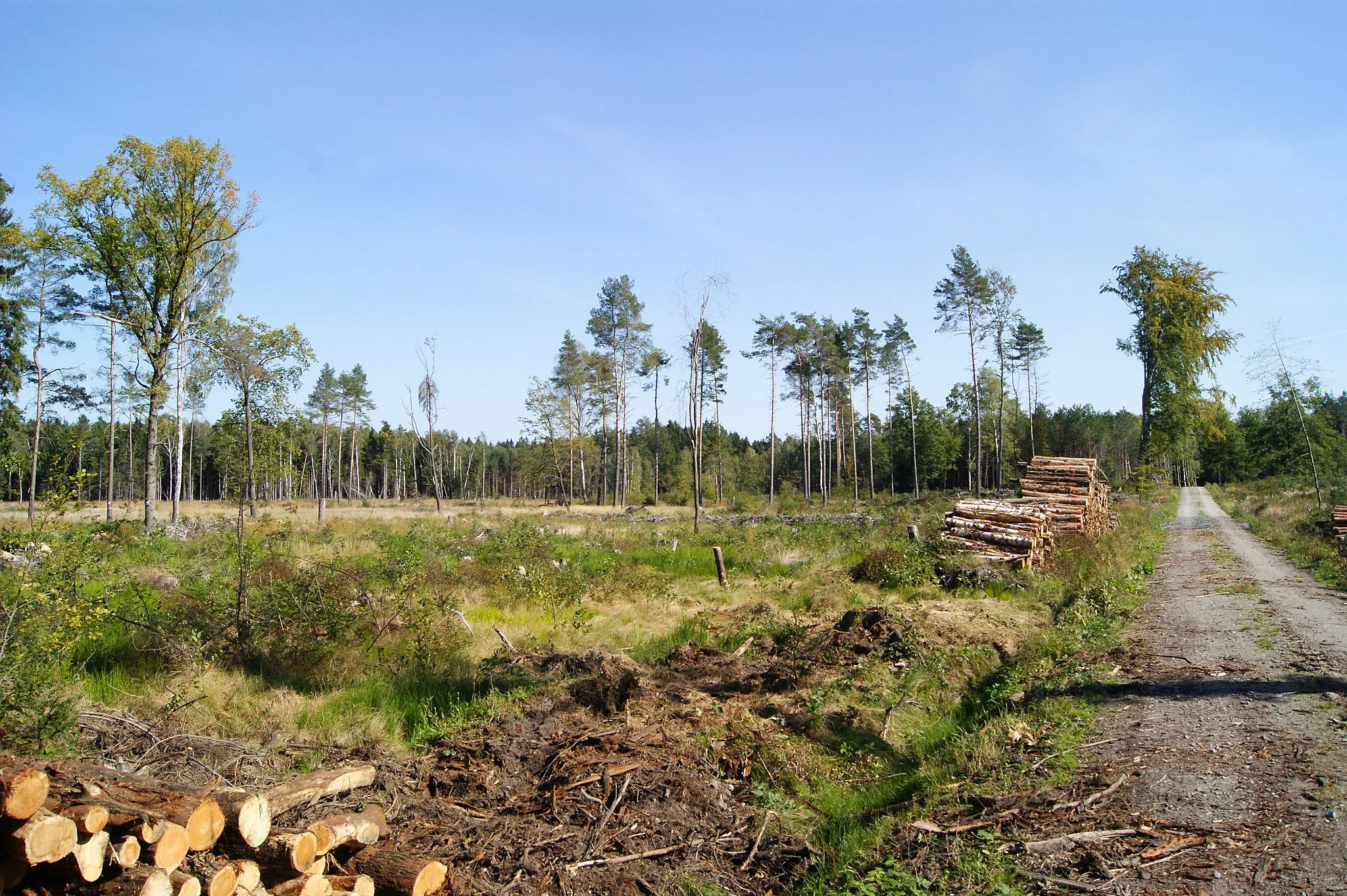 Photo showing: Langer Flügel im Waldstück Niederforst zwischen Kleinröhrsdorf und Leppersdorf