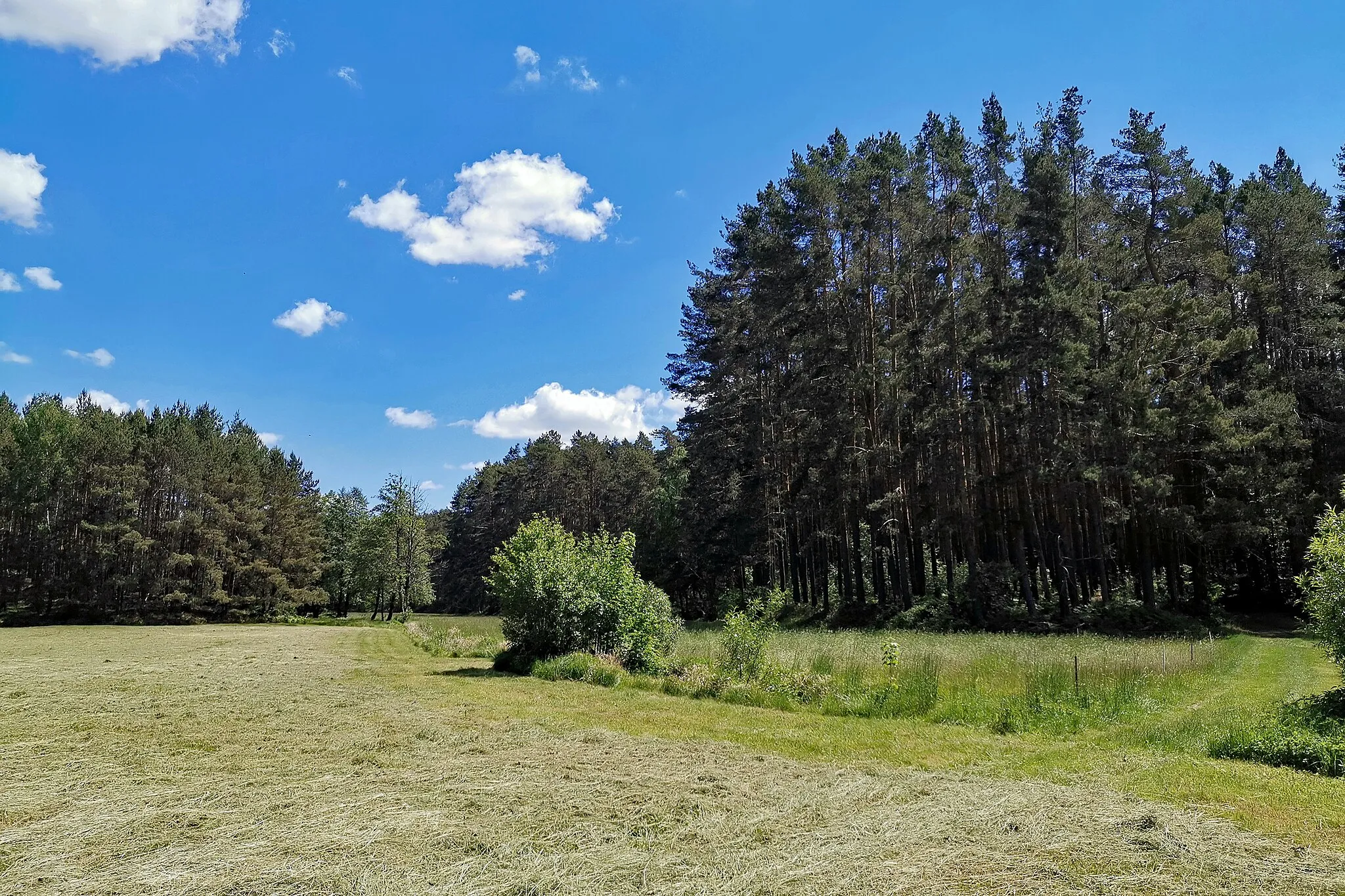 Photo showing: Laußnitzer Heide (Saxony, Germany) meadow of river Mittelwasser