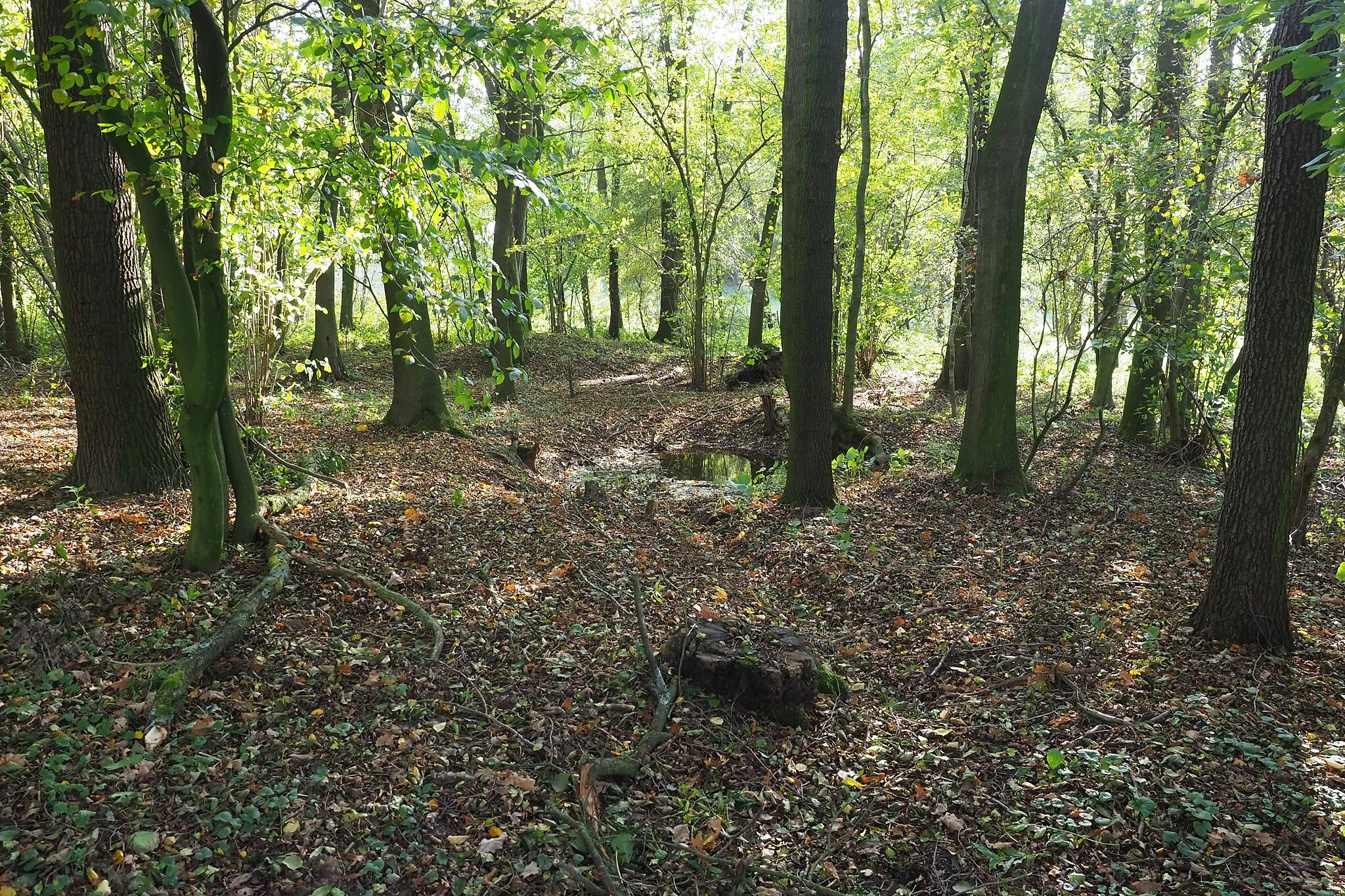 Photo showing: Naturschutzgebiet Winzerwiese und Gosebruch bei Naundörfel