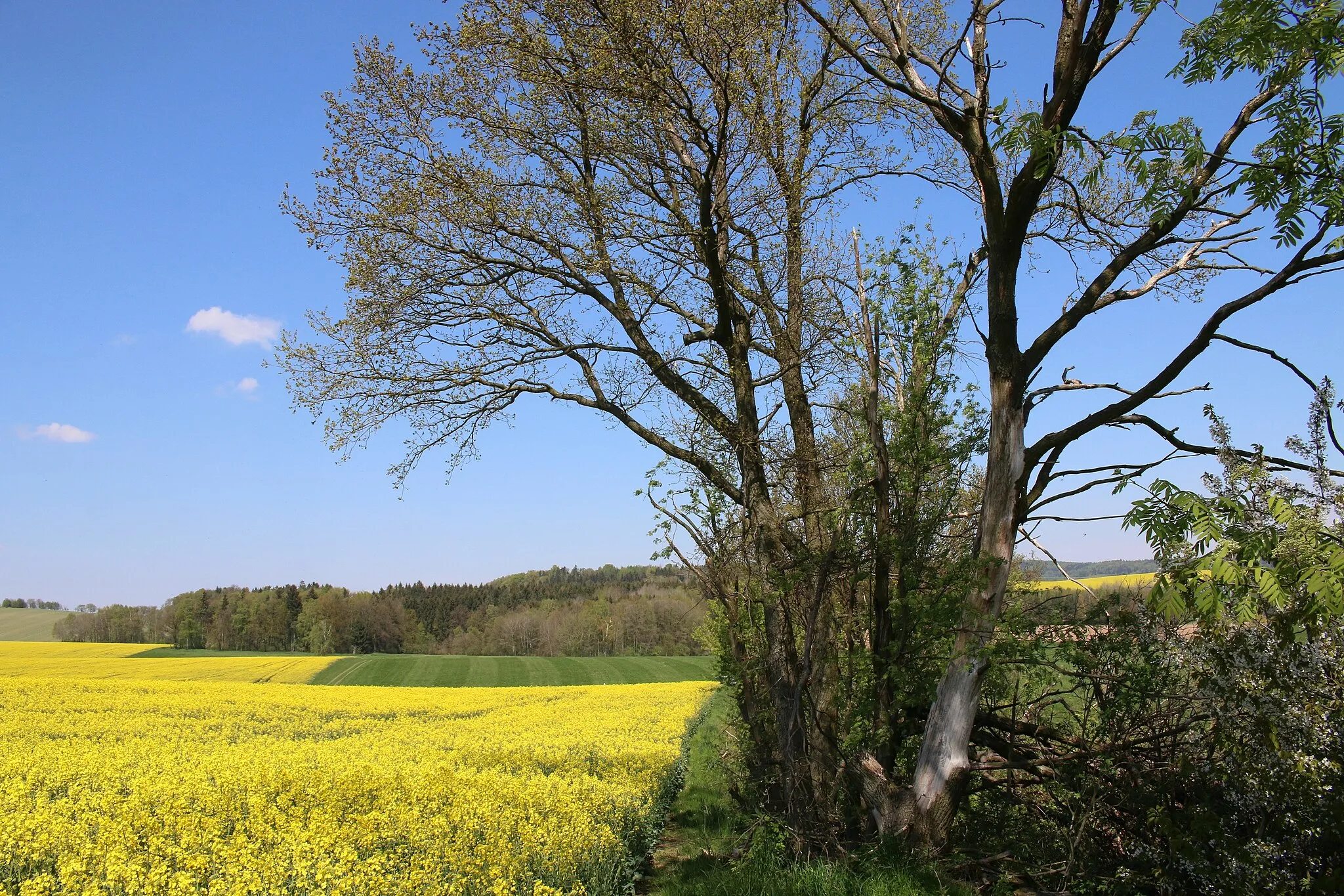 Photo showing: Das Gehölz östlich der Pfarrlinde ist ein Flächennaturdenkmal im Landkreis Bautzen. Es befindet sich auf Frankenthaler Flur im Landschaftsschutzgebiet Westlausitz. 
(Blick vom westlichen Rand nach Norden zum Pfarrbusch)