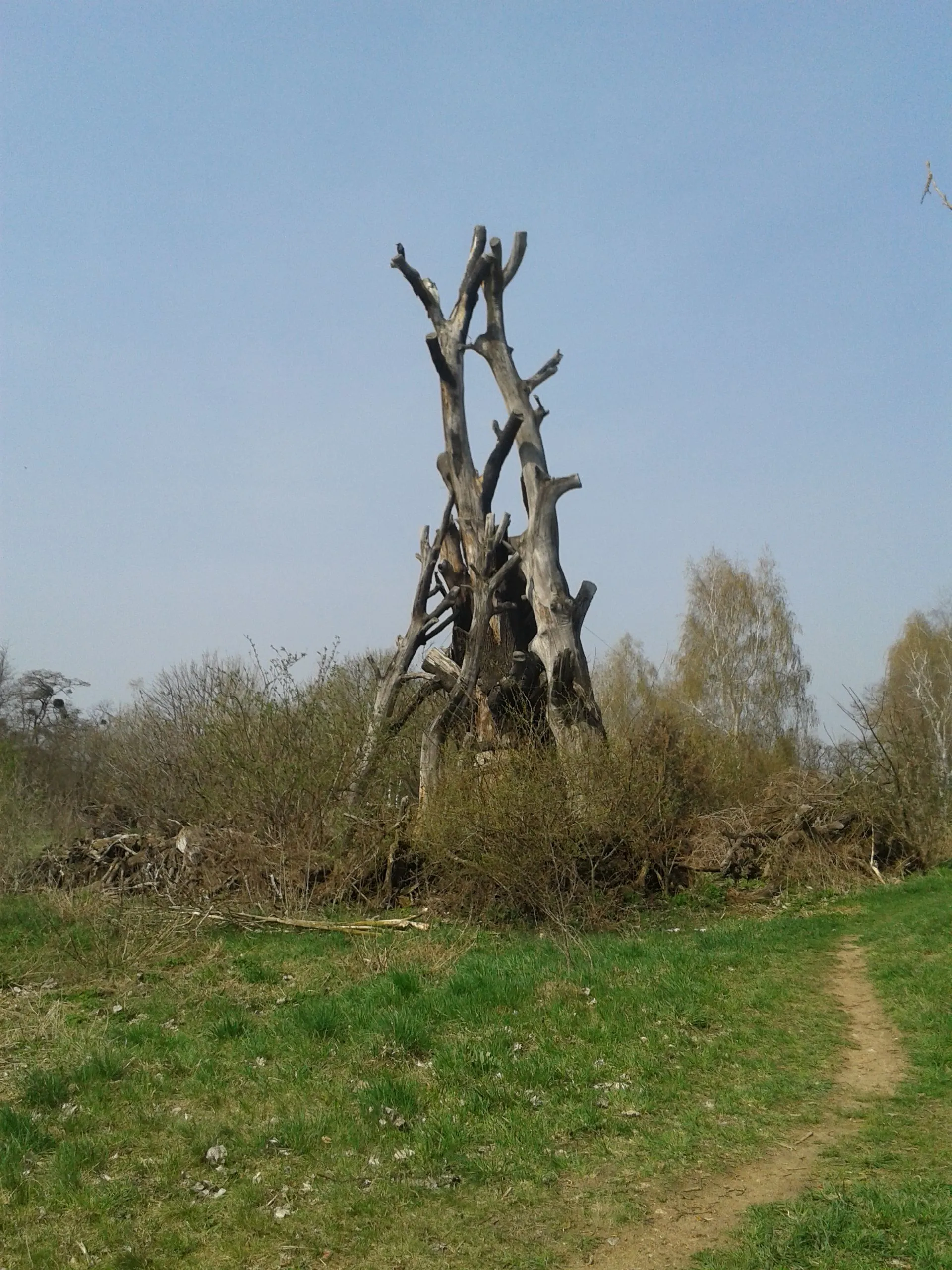 Photo showing: gestapeltes Totholz am Fuß von Halde 2