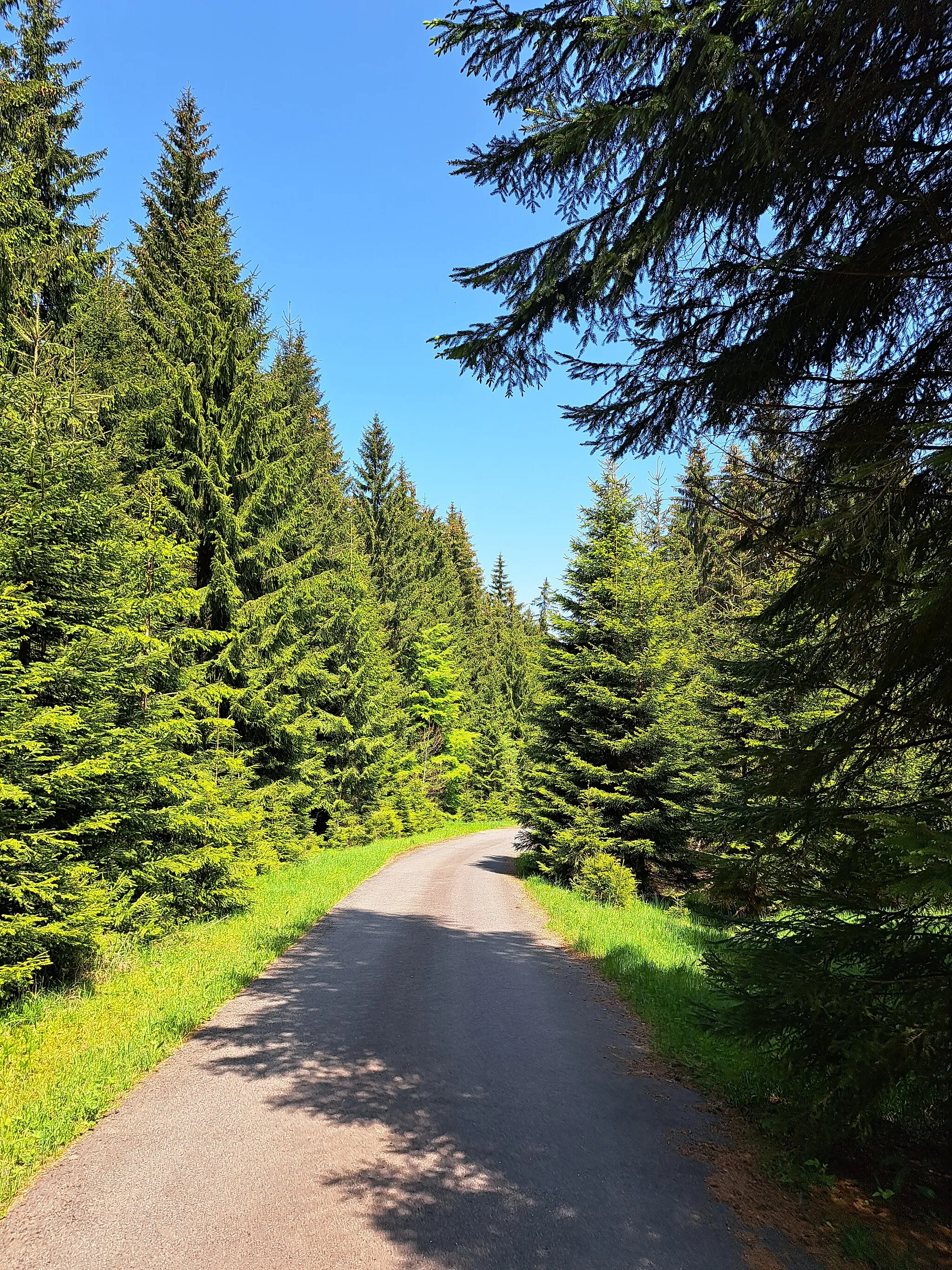 Photo showing: Altenberg: Riesengrundleitenweg im Landschaftsschutzgebiet Osterzgebirge von der B 170 ins Tal zur Ladenmühle