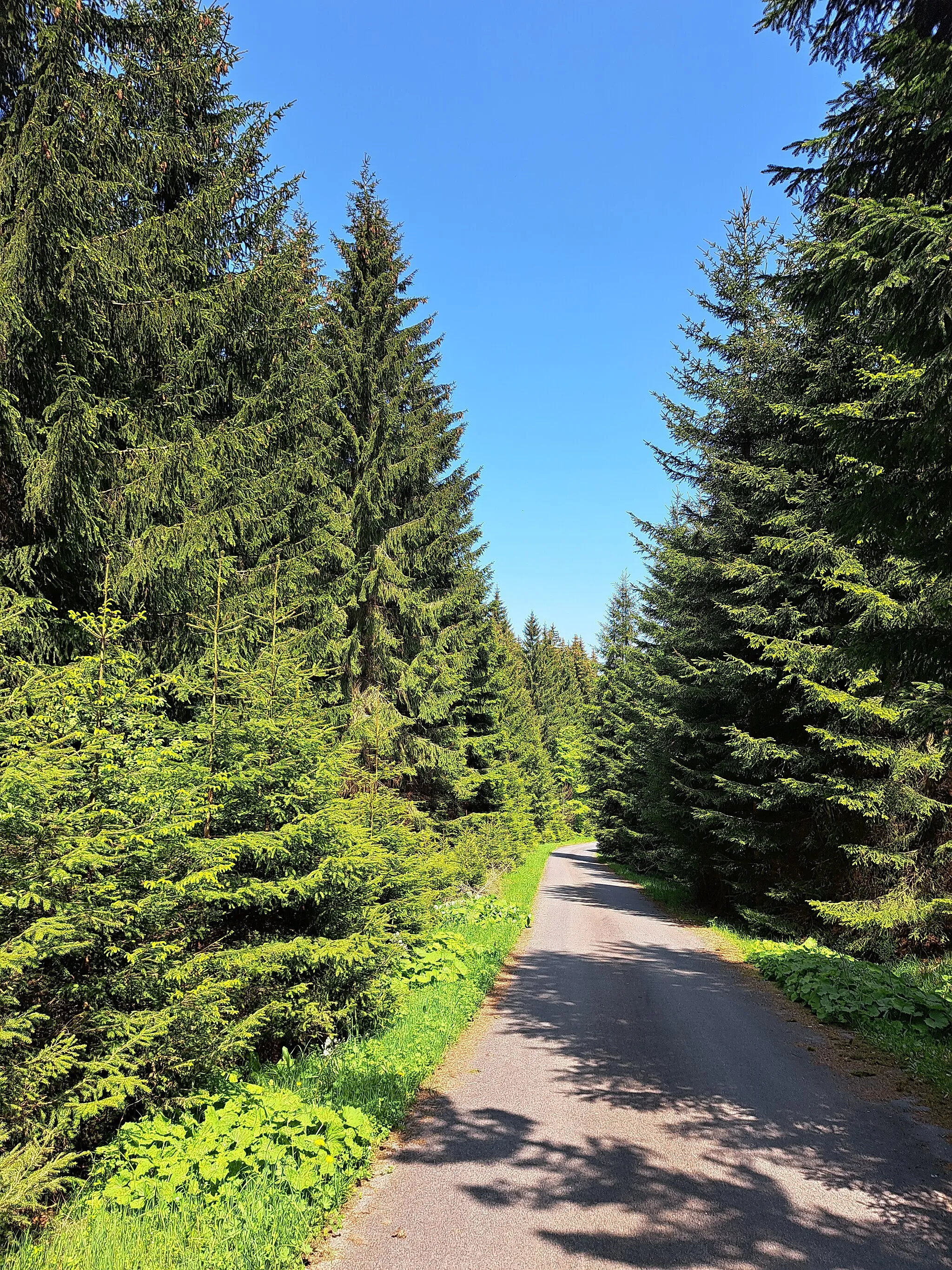 Photo showing: Altenberg: Riesengrundleitenweg im Landschaftsschutzgebiet Osterzgebirge von der B 170 ins Tal zur Ladenmühle