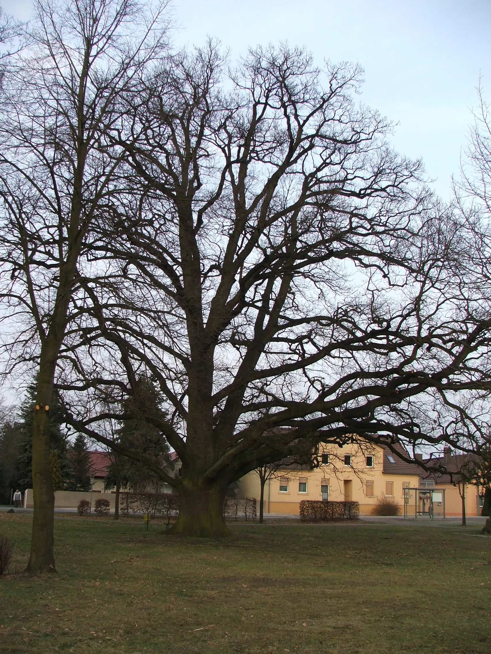 Photo showing: Baum auf dem Dorfanger Langennaundorf