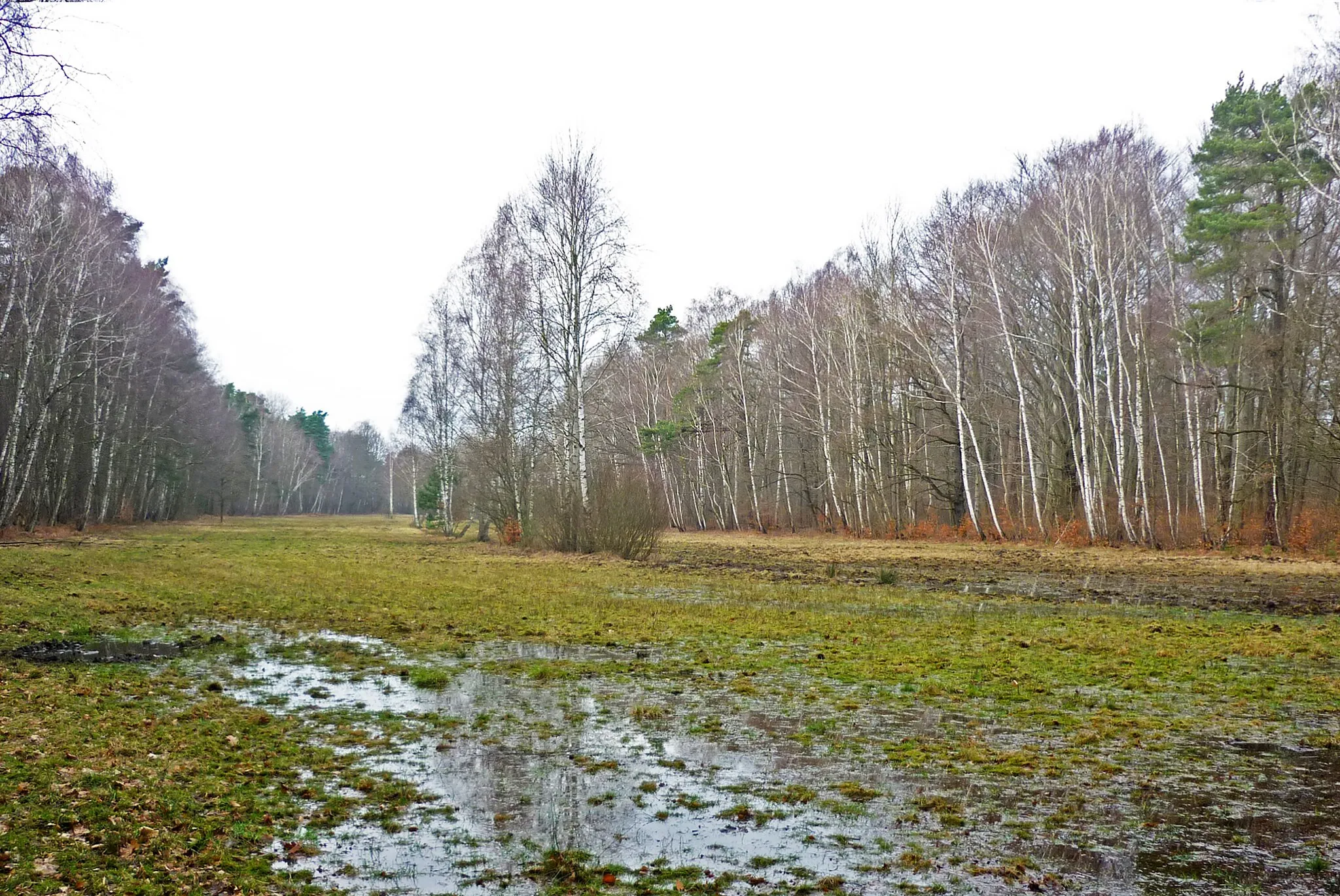 Photo showing: Die Kurwiese in der Dresdner Heide bei Dresden-Klotzsche