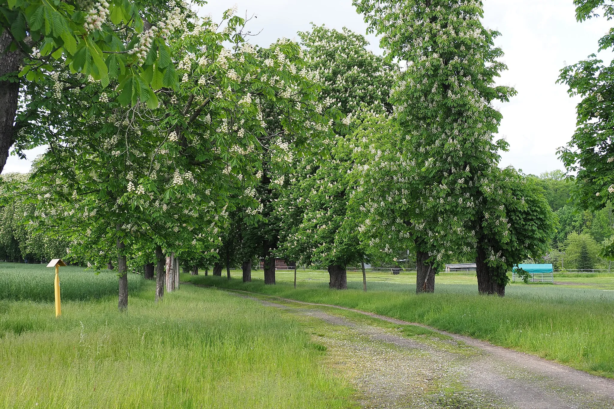 Photo showing: Schloßallee / Kastanienallee in Hermsdorf im Landkreis Bautzen