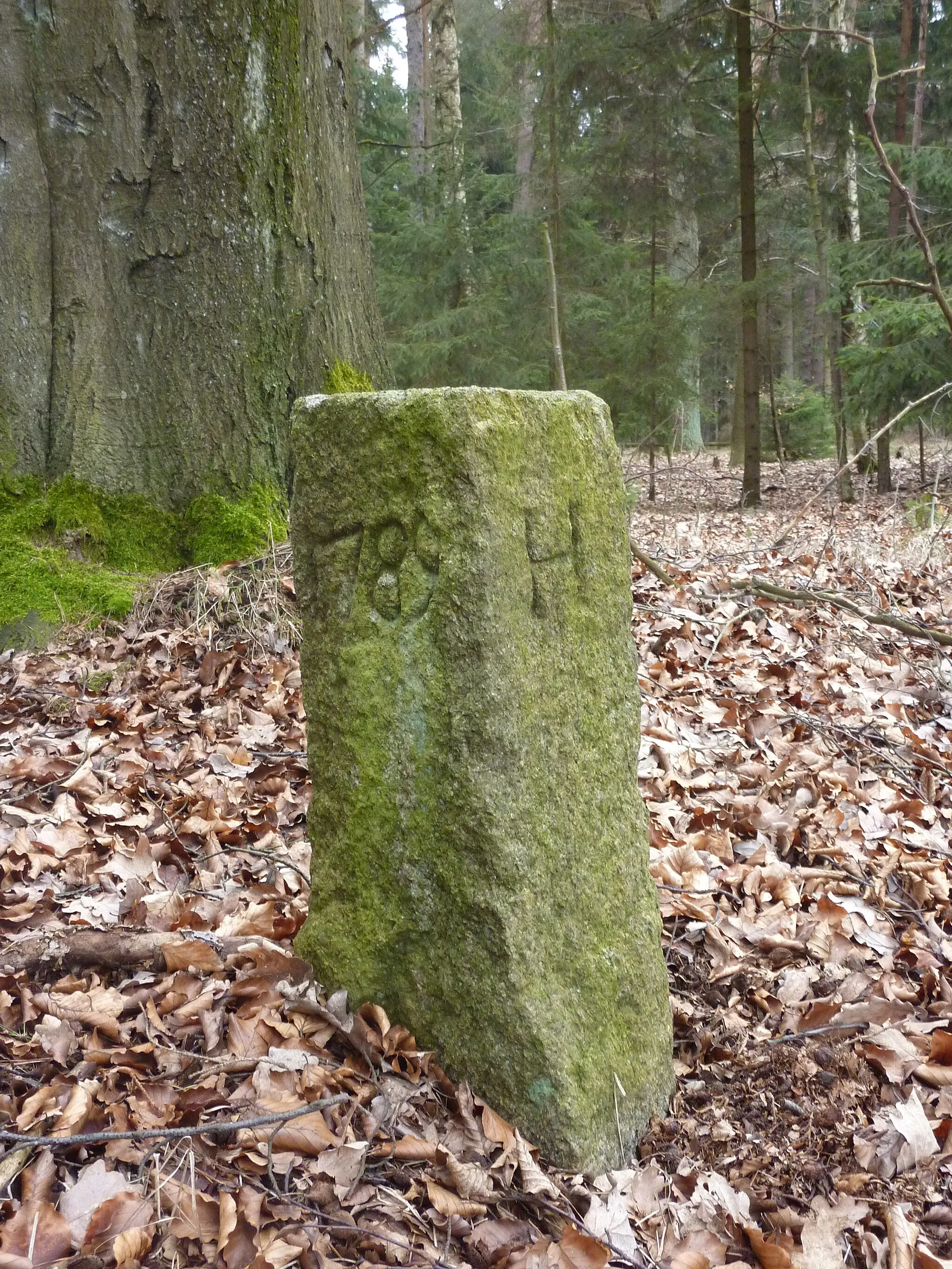 Photo showing: Grenzstein im Königsholz an der Gemarkungsgrenze zwischen Niederoderwitz und Großhennersdorf (H)