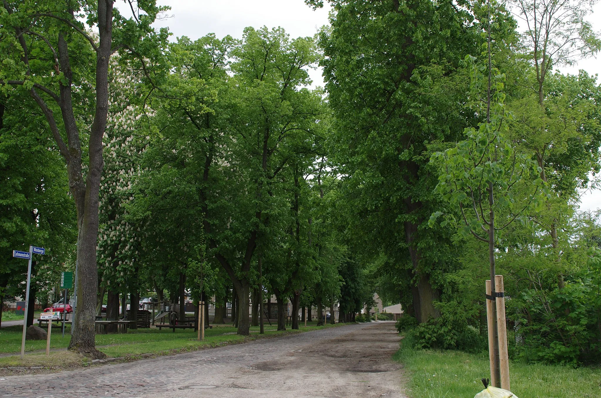 Photo showing: Zossen in Brandenburg. Die Eichen stehen in der Straße Weinberg und sind ein Naturdenkmal.