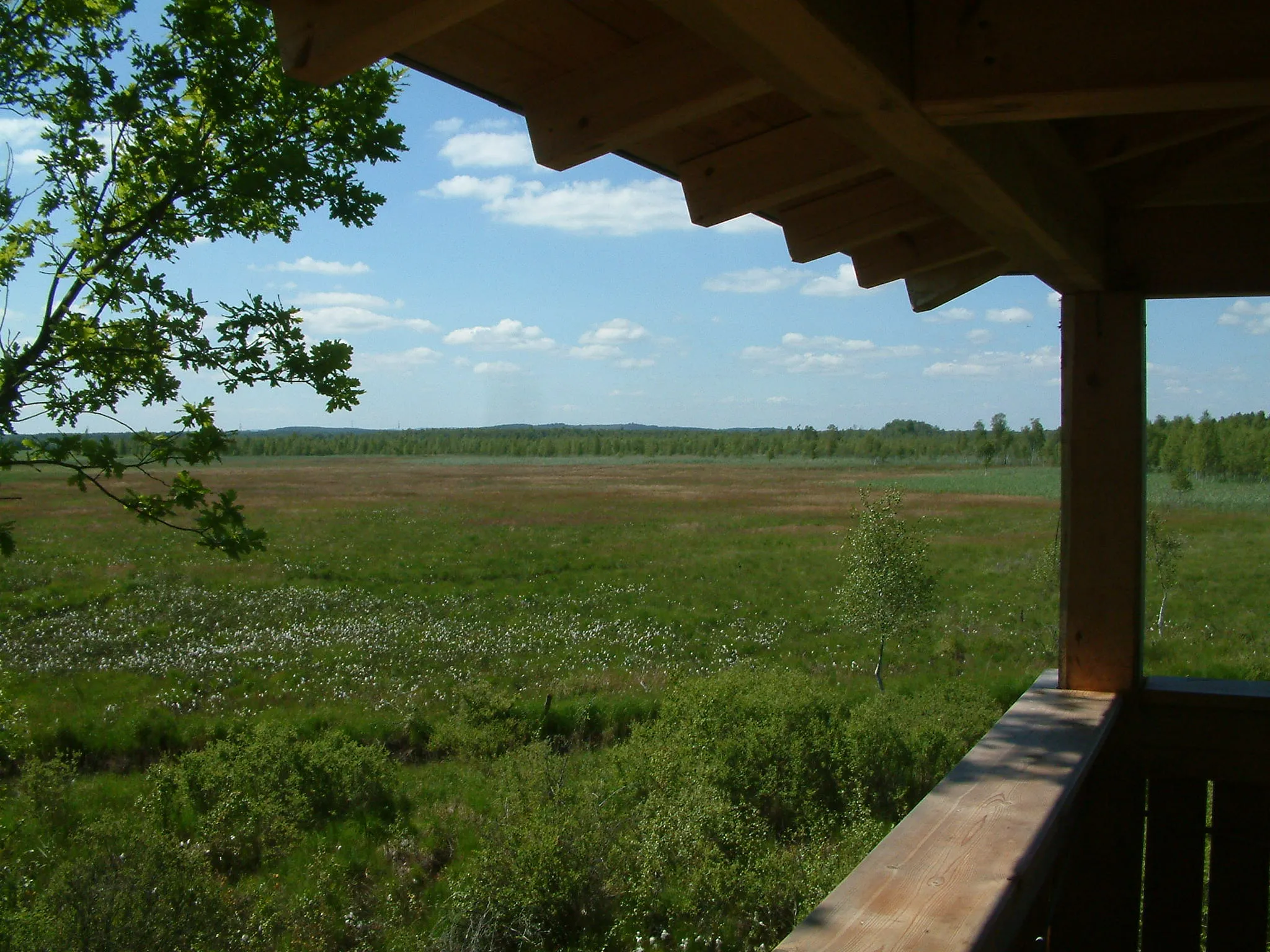 Photo showing: Dubringer Moor: Blick vom Beobachtungsstand der NABU-Ortsgruppe Wittichenau auf die Wollgraswiesen. Die weißen Tupfer sind die Fruchtstände des Wollgrases.