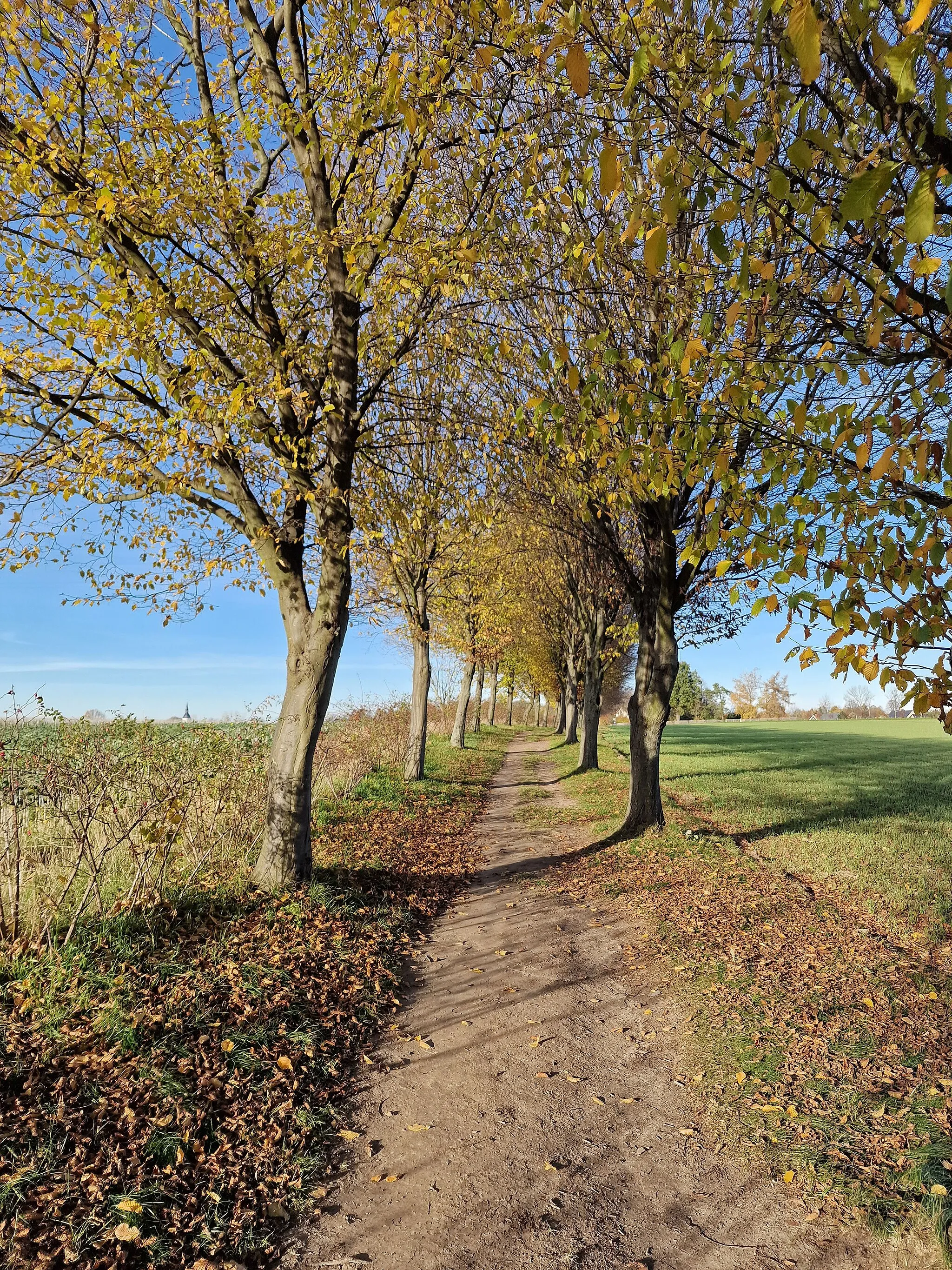 Photo showing: Hainbuchenallee (former Ebereschenallee) in Seifersdorf; hiking trail between Seifersdorf and Seifersdorf Valley