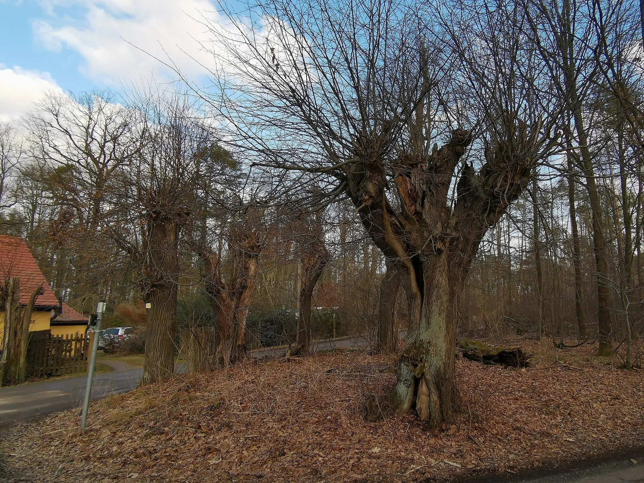 Photo showing: Denkmalgeschützte Lindenlaube in Moritzburg, die Laube liegt im Landschaftsschutzgebiet Friedewald, Moritzburger Teichgebiet und Lößnitz