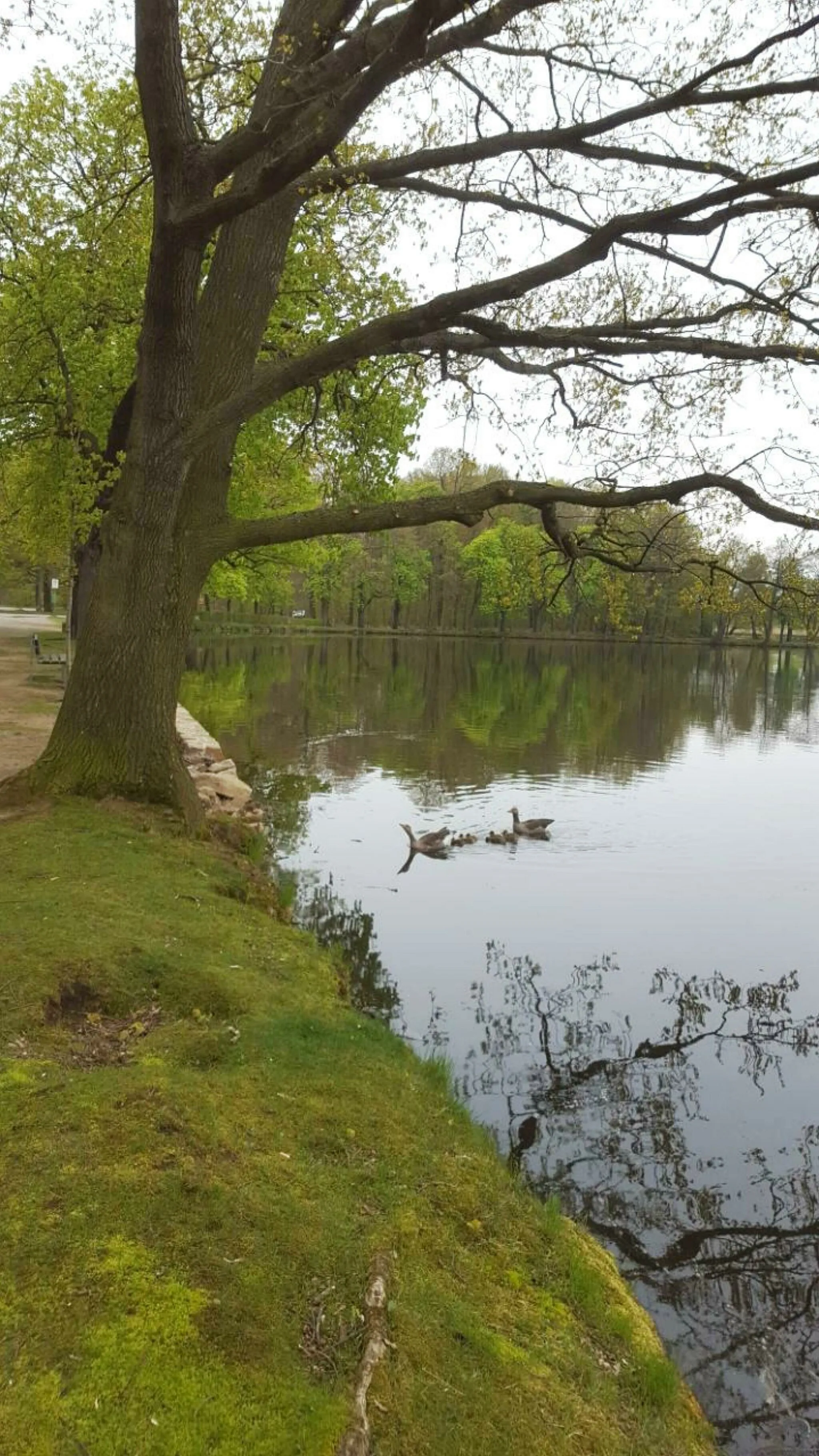 Photo showing: 01468 Moritzburg, LSG.-Nr.:d 67, Kleinkuppenlandschaft, Sophienteich