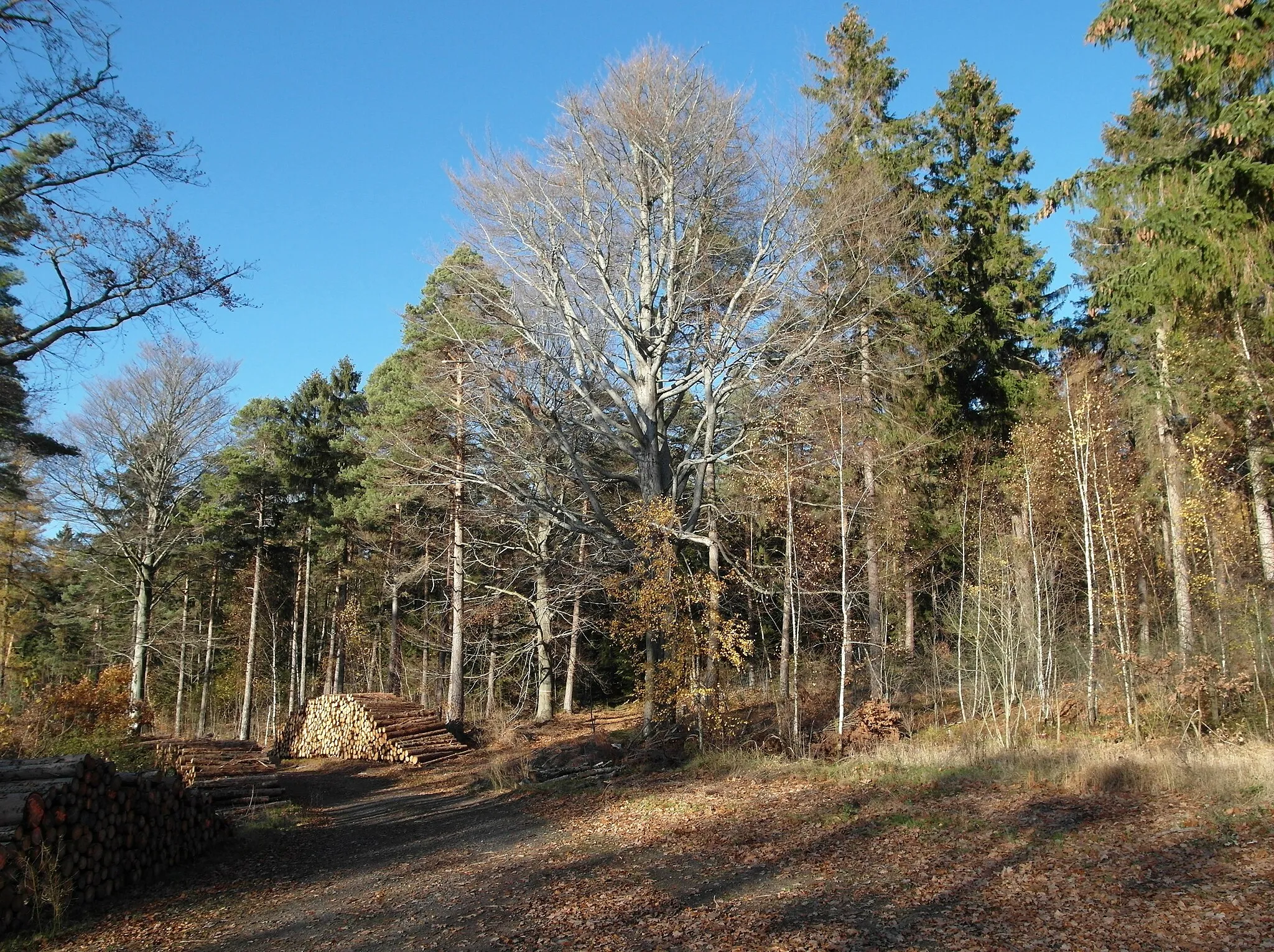 Photo showing: 16.11.2018   01737  Tharandt: Baumgruppe (GMP: 50.924181,13.458019) im Tharandter Wald im Randbereich zu Colmnitz. [SAM8874.JPG]20181116180DR.JPG(c)Blobelt