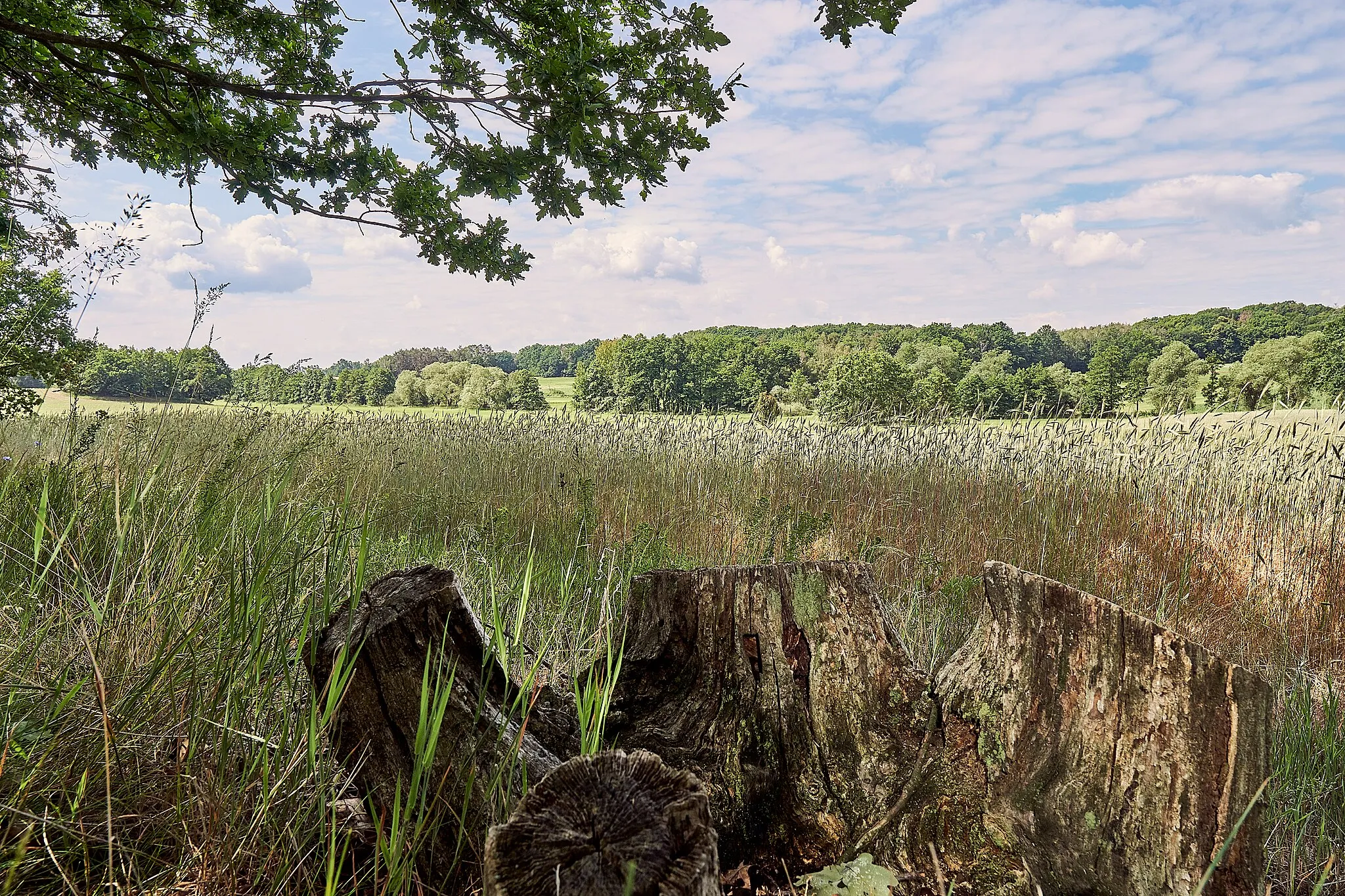 Photo showing: Hügellandschaft im LSG Moritzburger Kleinkuppenlandschaft bei Radeburg, OT Berbisdorf