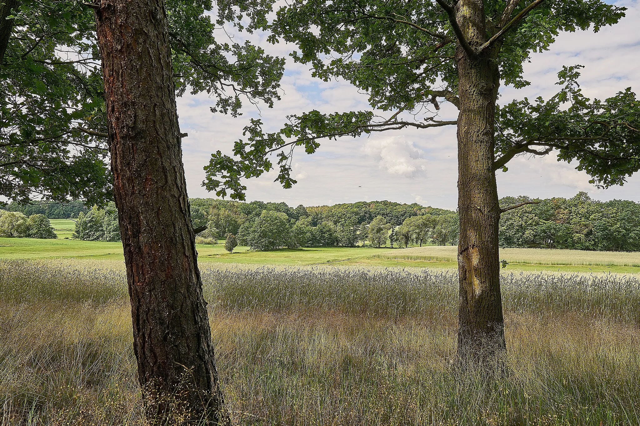 Photo showing: Hügellandschaft im LSG Moritzburger Kleinkuppenlandschaft bei Radeburg, OT Berbisdorf