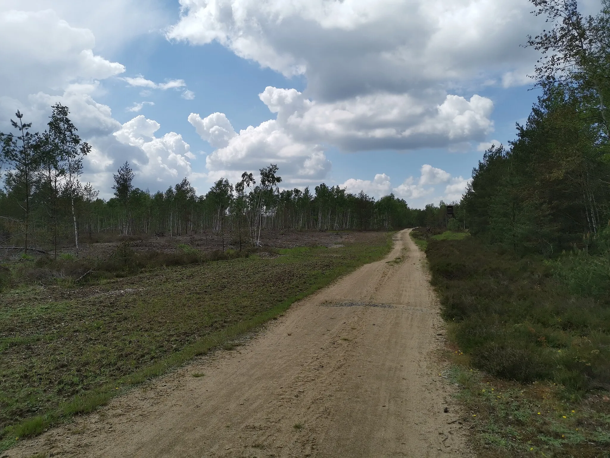 Photo showing: Naturschutzgebiet Königsbrücker Heide zwischen Grüngräbchen und Zeisholz