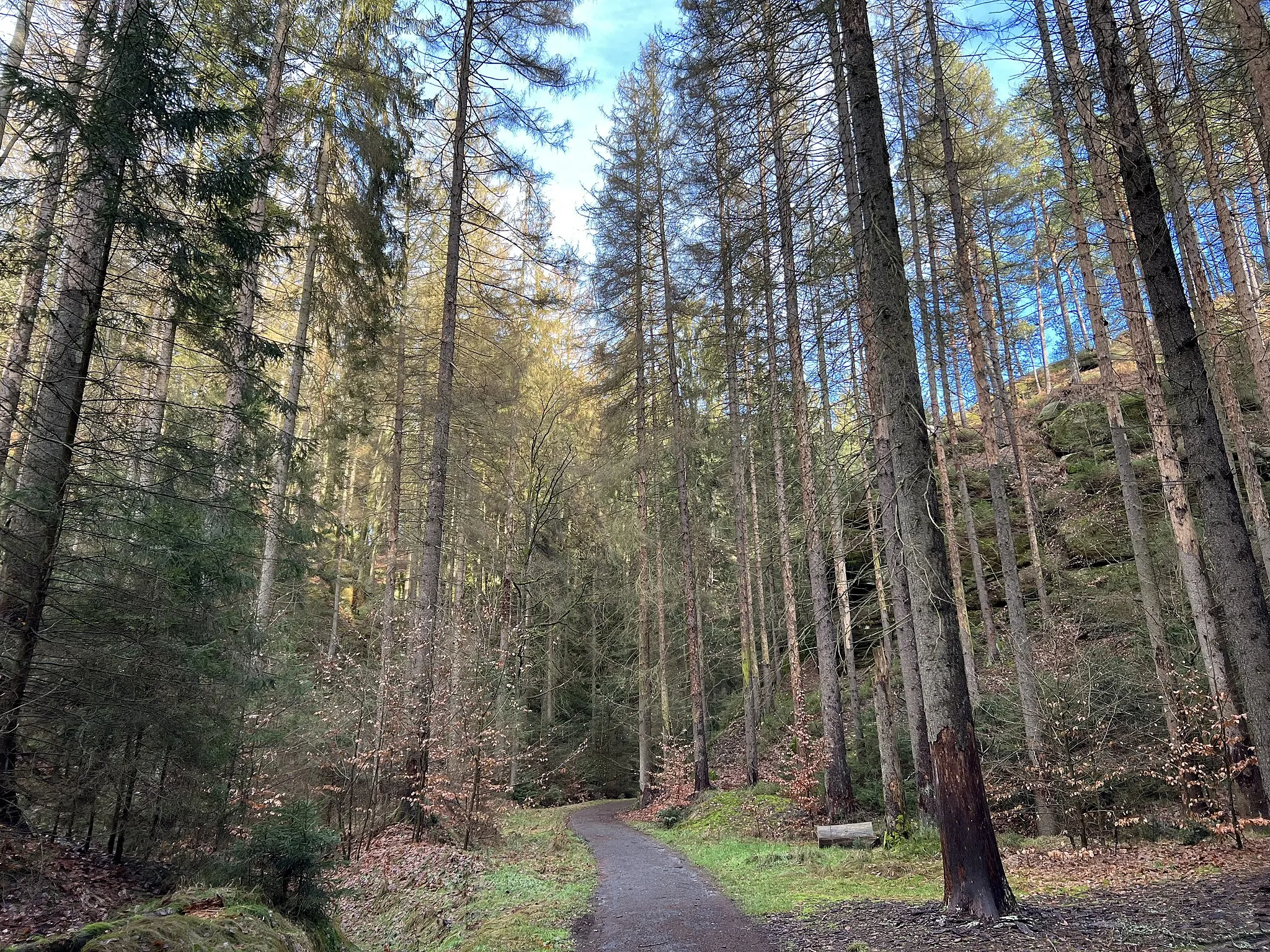 Photo showing: Zscherregrund im Nationalpark Sächsische Schweiz mit mehreren vom Buchdrucker befallenden und abgestorbenen Fichten