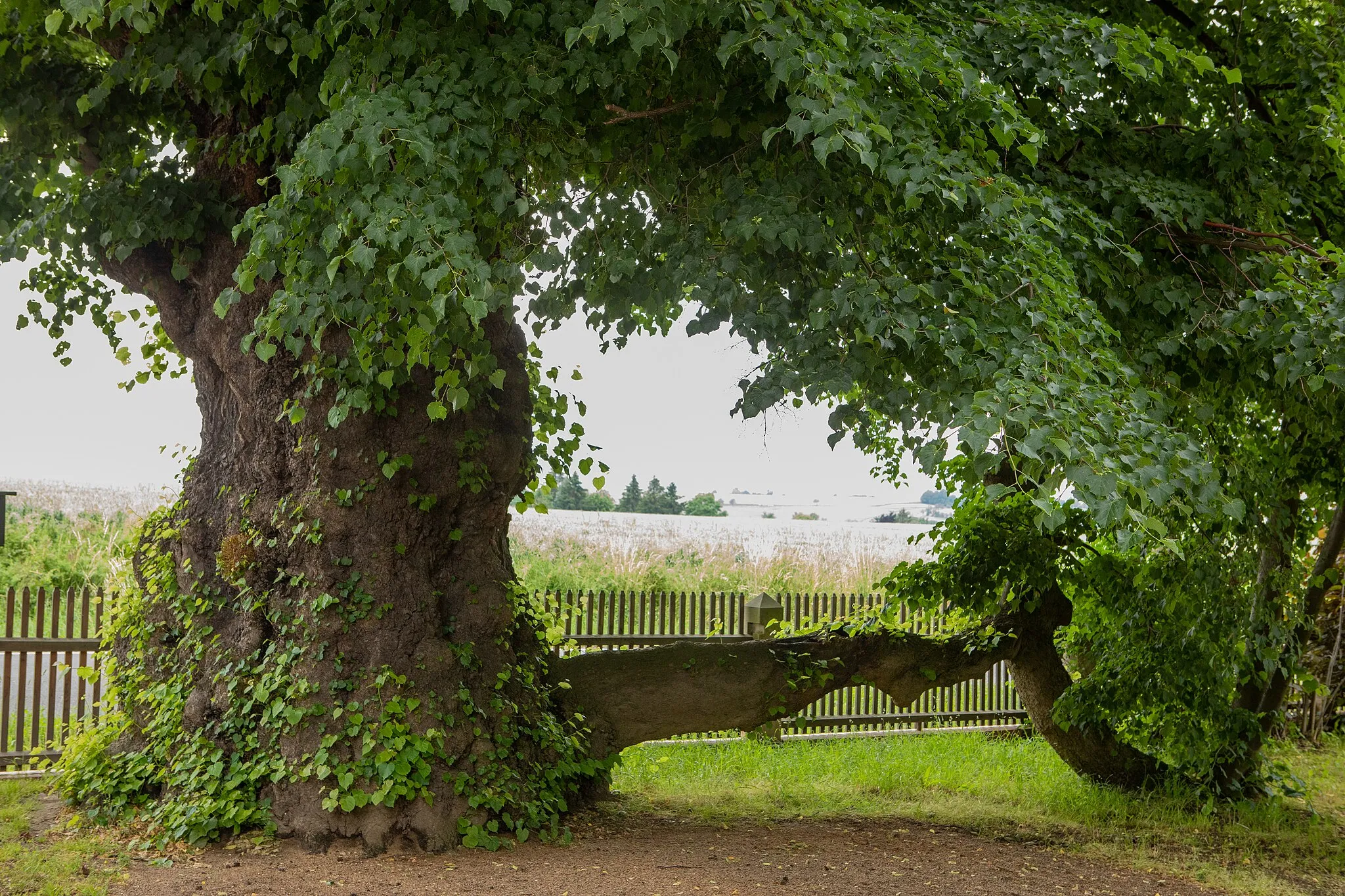 Photo showing: Ziegers Linde in in Geleitshäuser Juni 2021