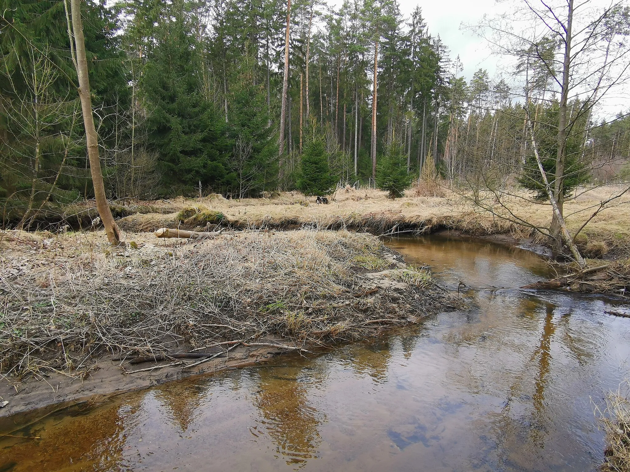 Photo showing: Prießnitz in der Dresdner Heide