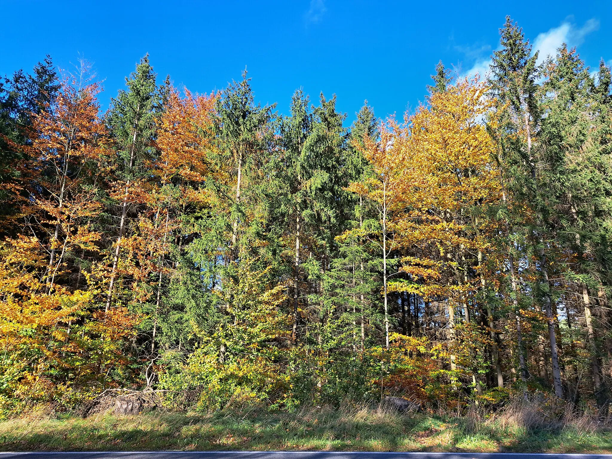 Photo showing: Tharandter Wald bei Grillenburg