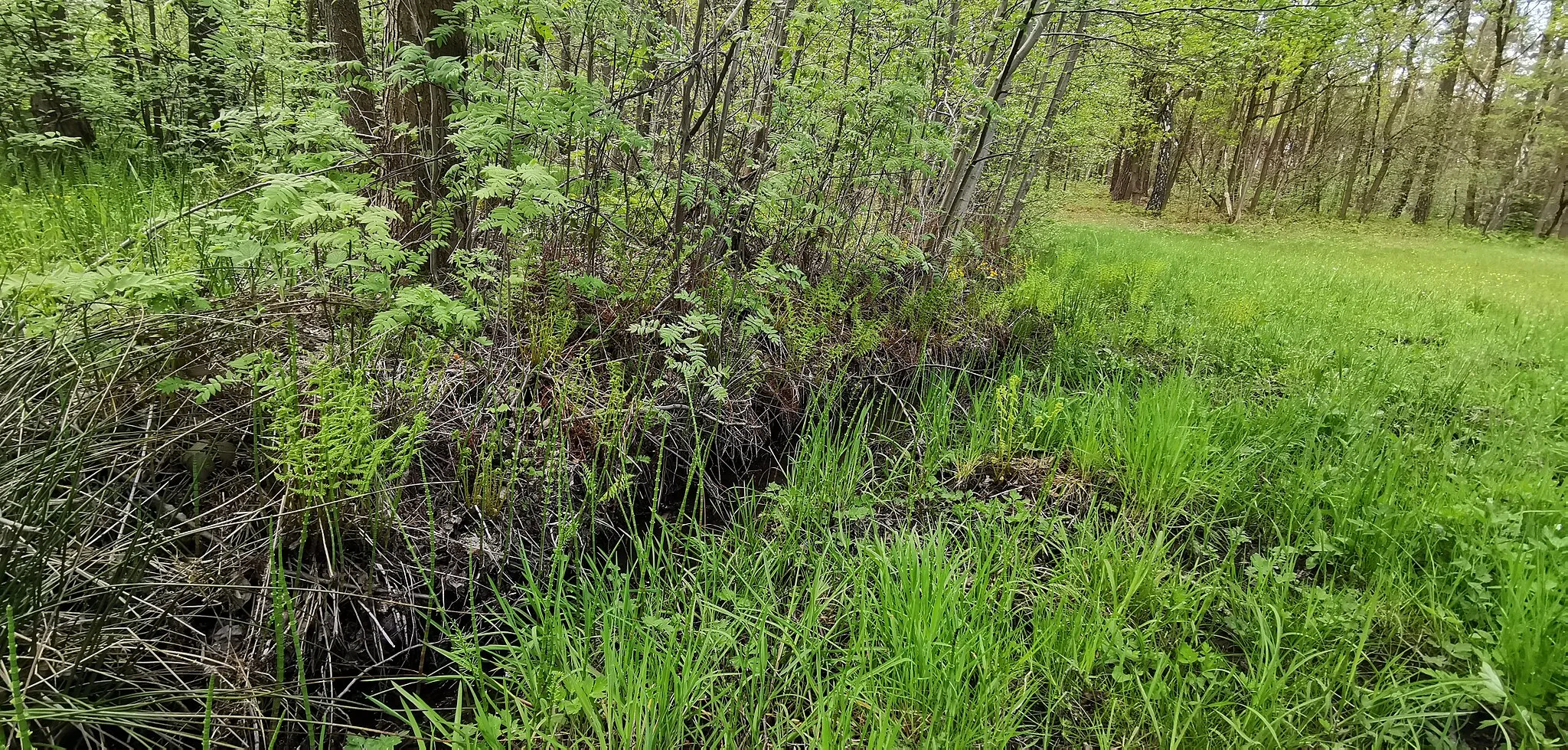 Photo showing: Flächennaturdenkmal Kräuerbachquellmulde Lüttichau bei Lüttichau-Anbau im LSG Strauch-Ponickauer Höhenrücken