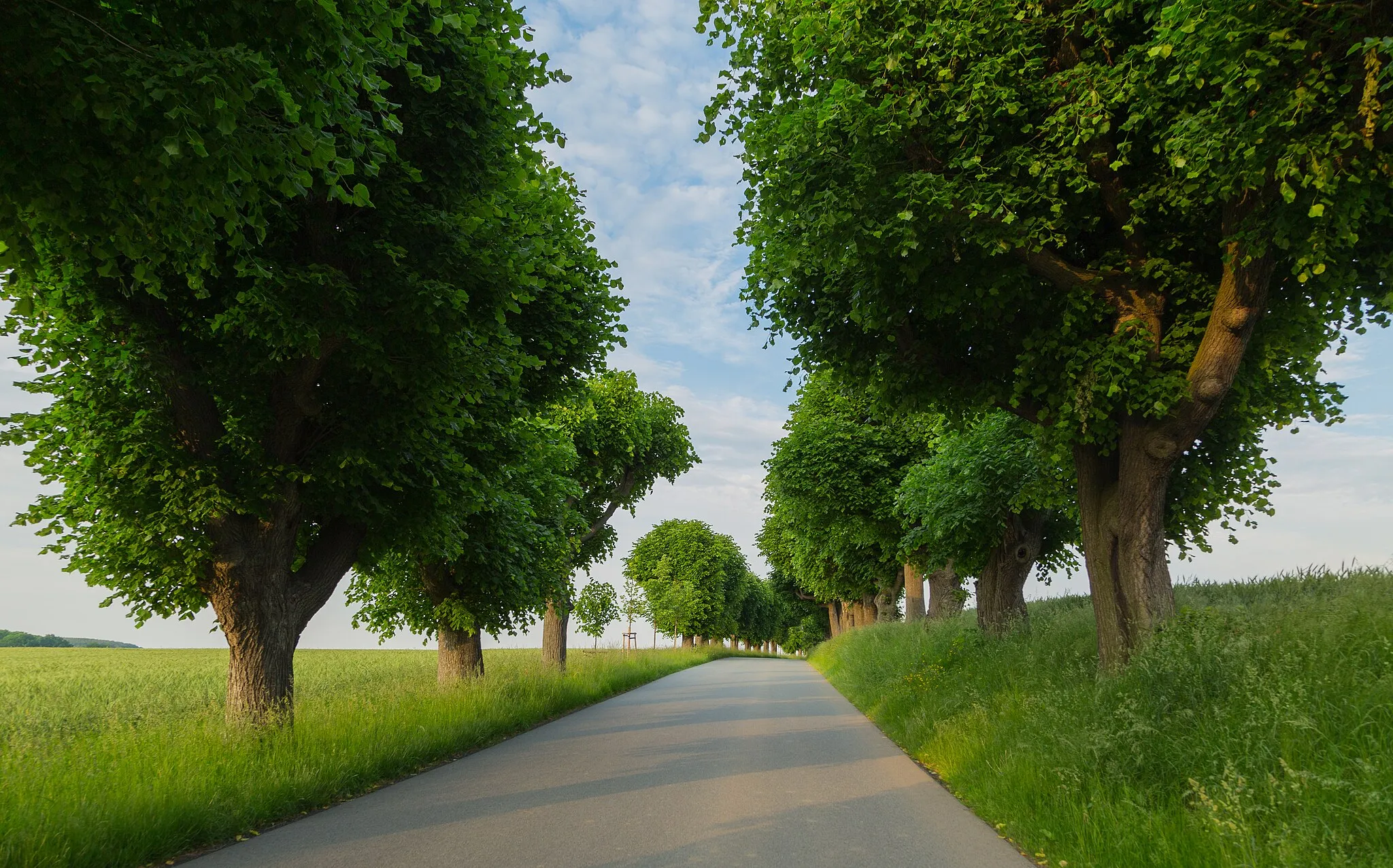 Photo showing: Lime Tree Avenue (Lindenallee) in Großhennersdorf, district of Herrnhut, Landkreis Görlitz, Saxony, Germany. The avenue is a designated natural monument.