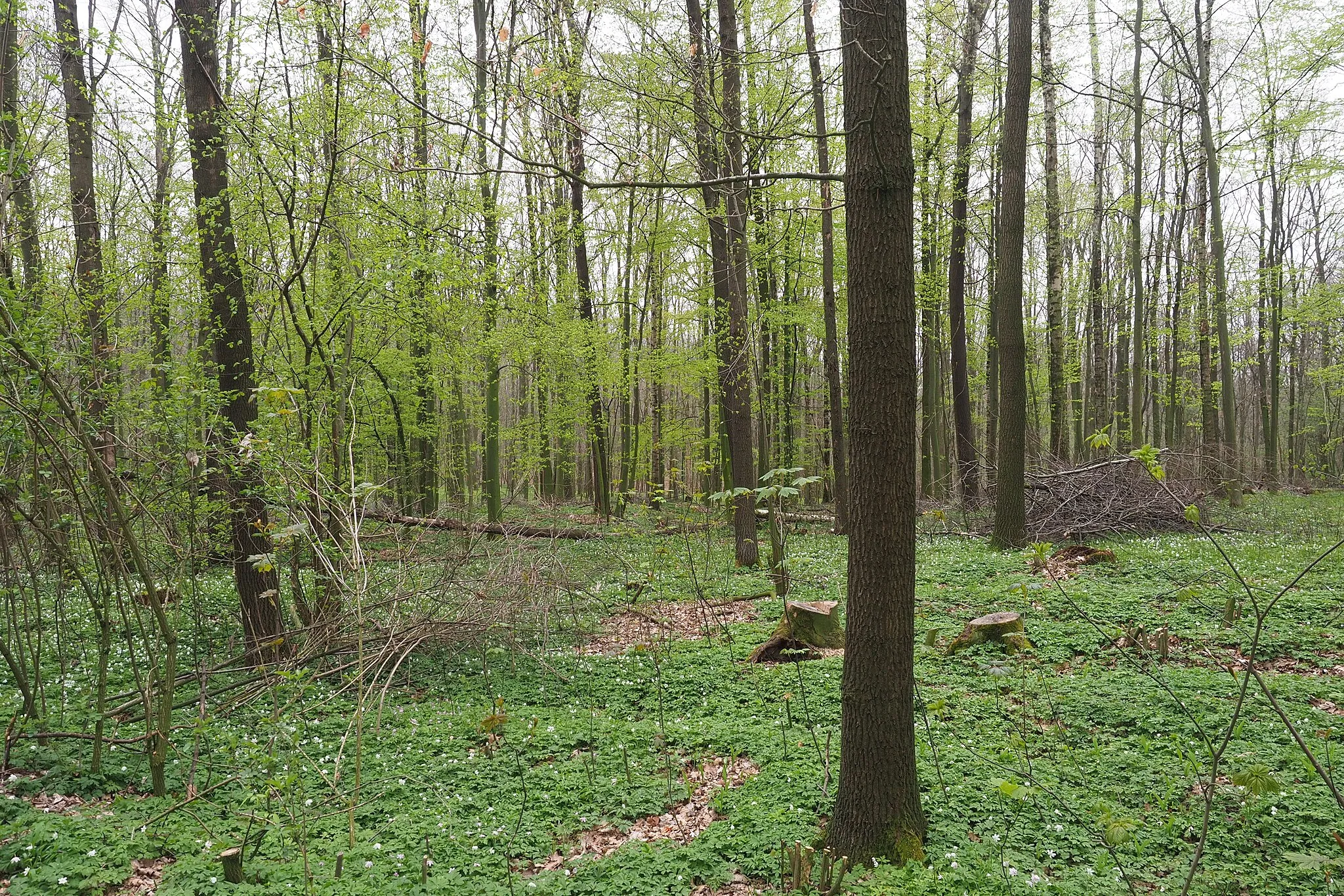 Photo showing: Naturschutzgebiet Großholz bei Schleinitz im Landkreis Meißen