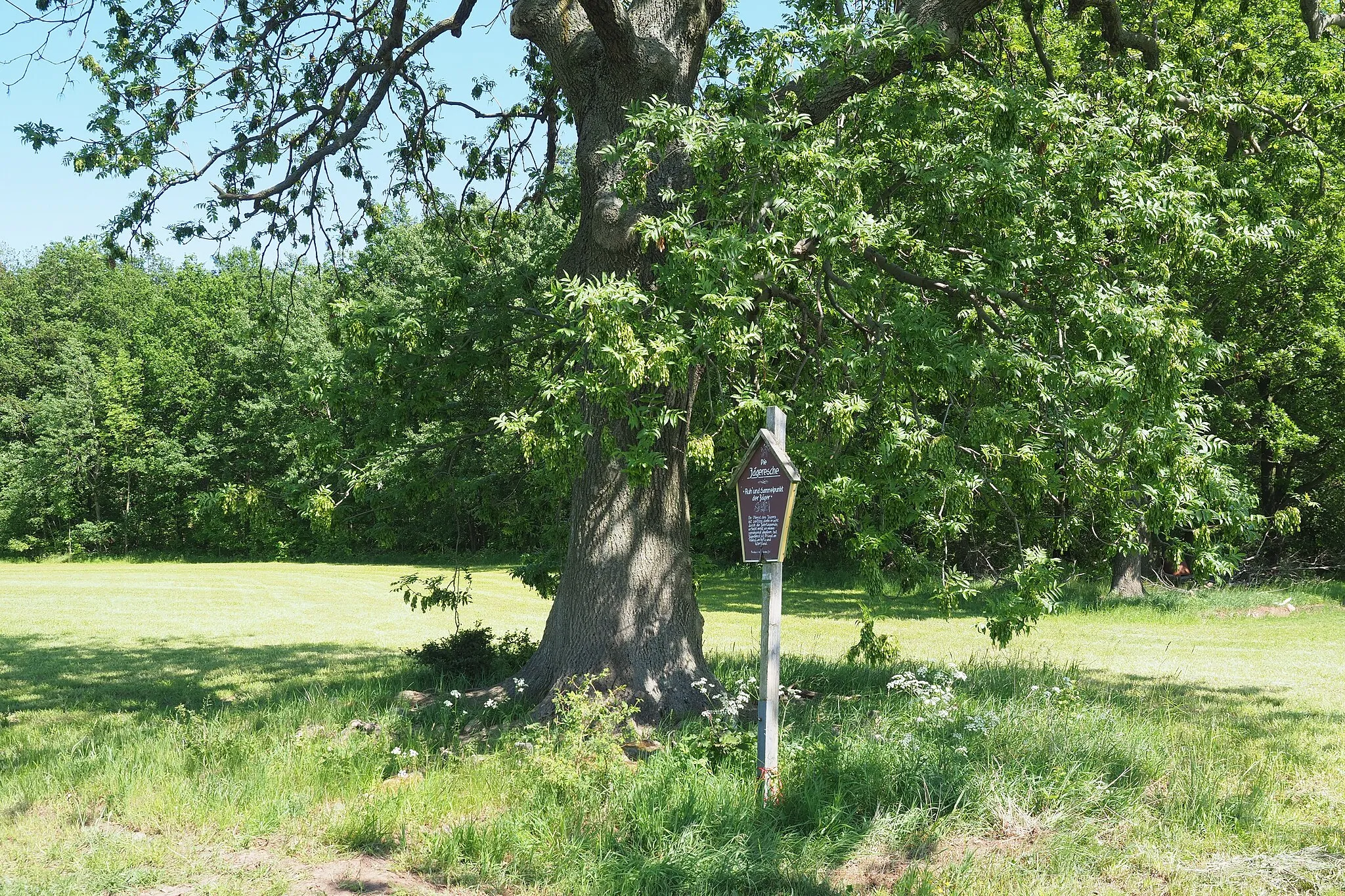 Photo showing: Jägeresche bei Seitenhain im Landkreis Sächsische Scweiz-Osterzgebirge