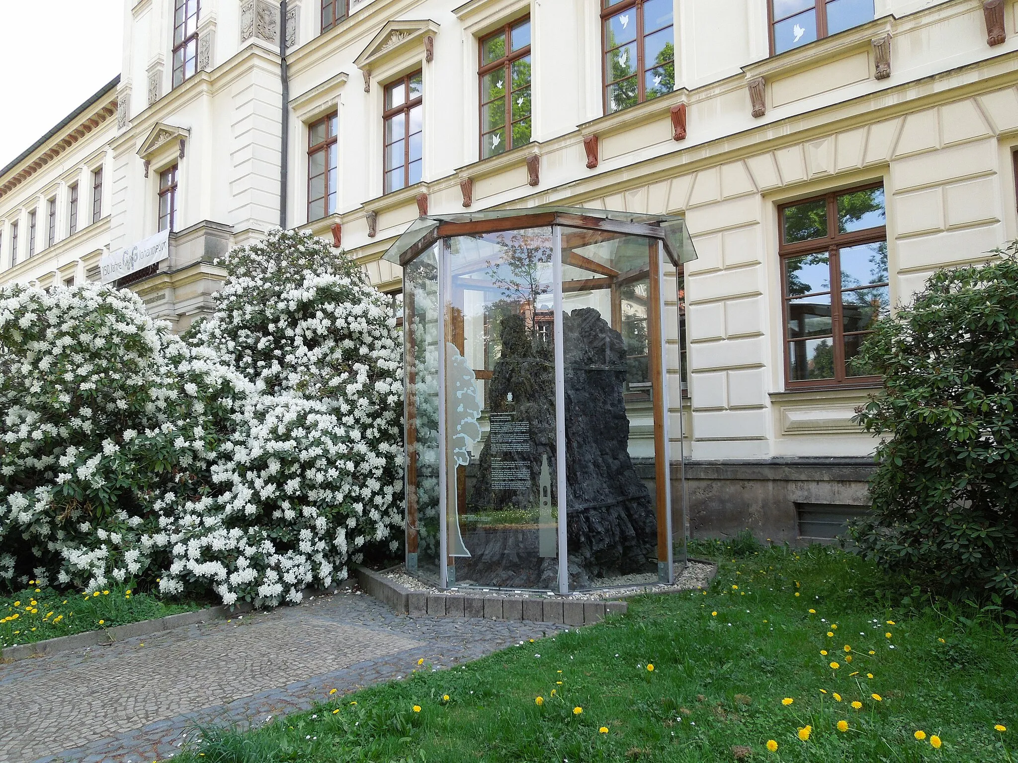 Photo showing: Naturdenkmal Mammutbaumstubben in Zittau