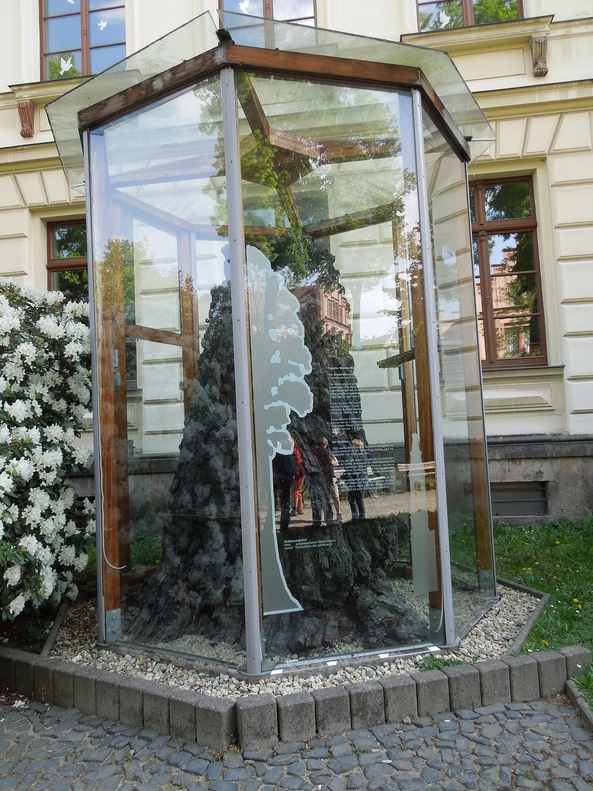 Photo showing: Naturdenkmal Mammutbaumstubben in Zittau