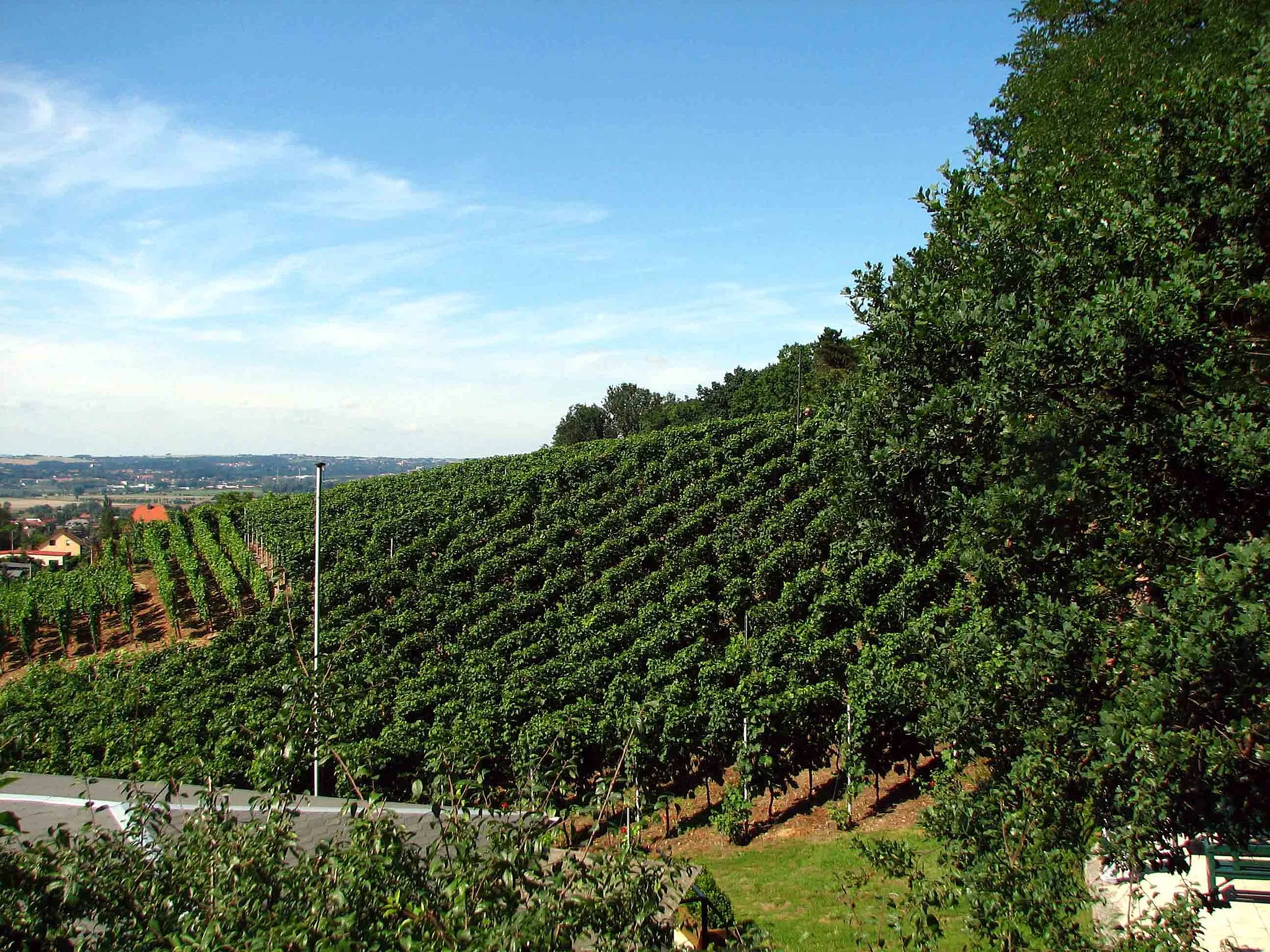 Photo showing: Vineyard in Weinböhla