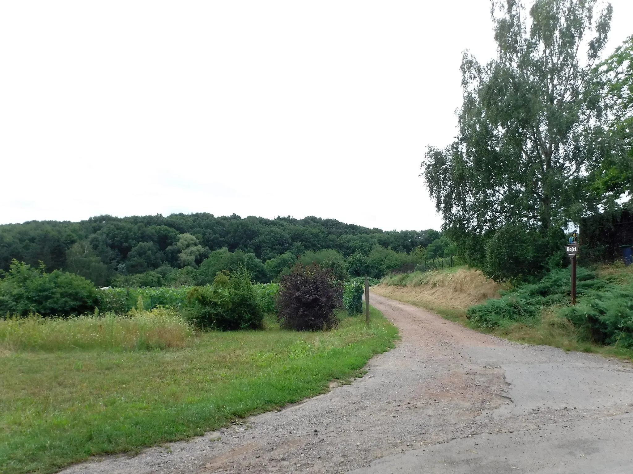 Photo showing: Weg zur Bosel im Landschaftsschutzgebiet "Bosel und Elbhänge nördlich Meißen" in Zaschendorf (Meißen)