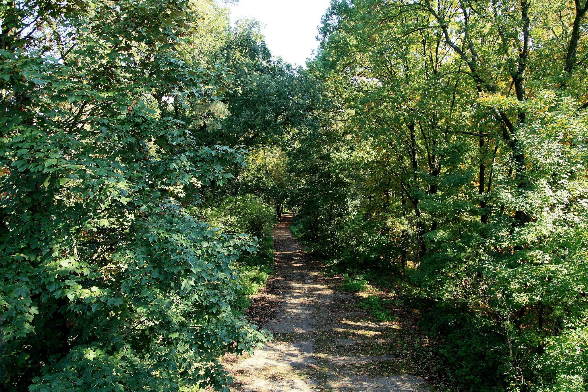 Photo showing: Blick vom Aussichtsturm auf den Jaberg in der Hildener Heide in Hilden