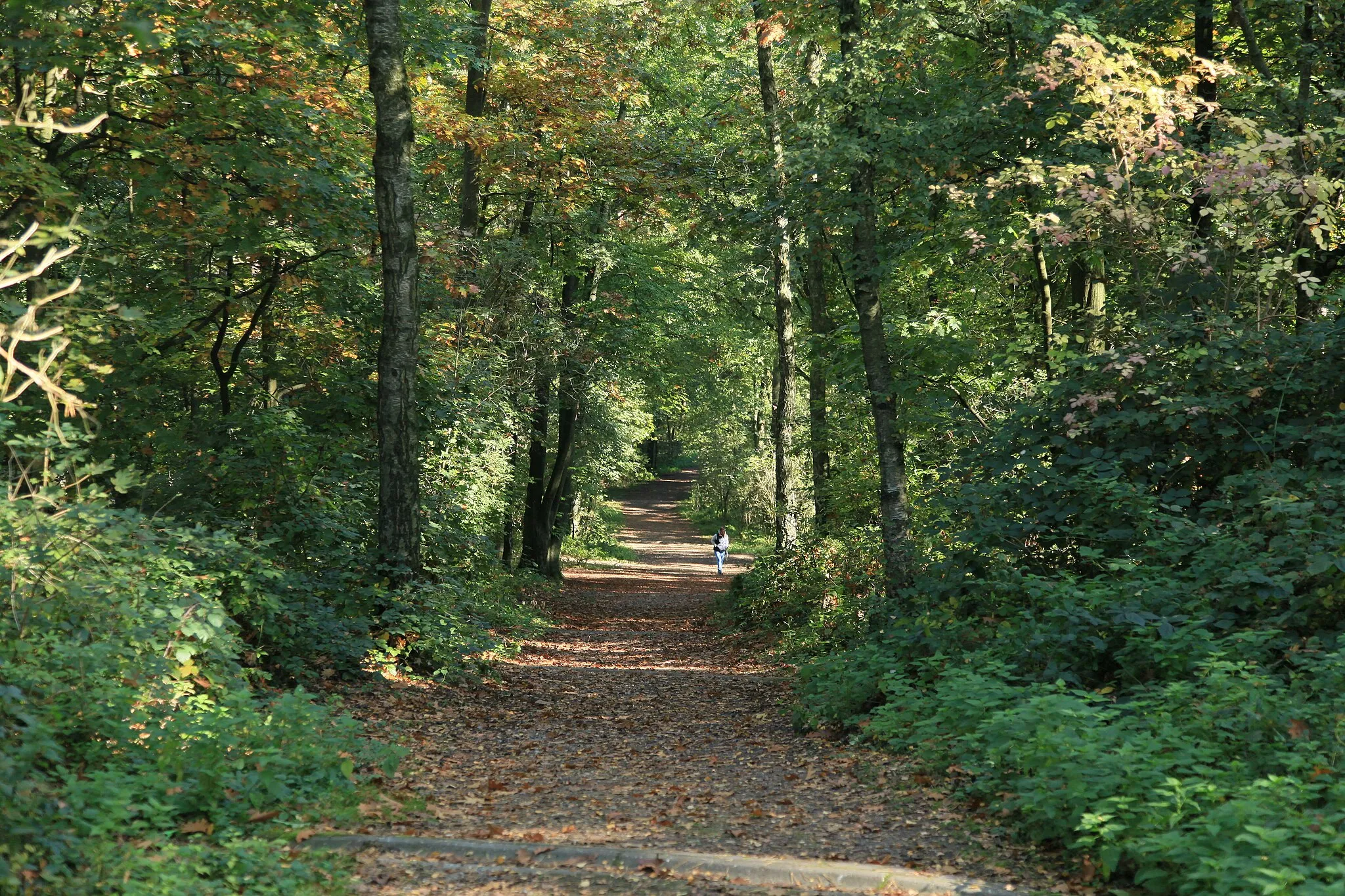 Photo showing: Jaberg in der Hildener Heide in Hilden