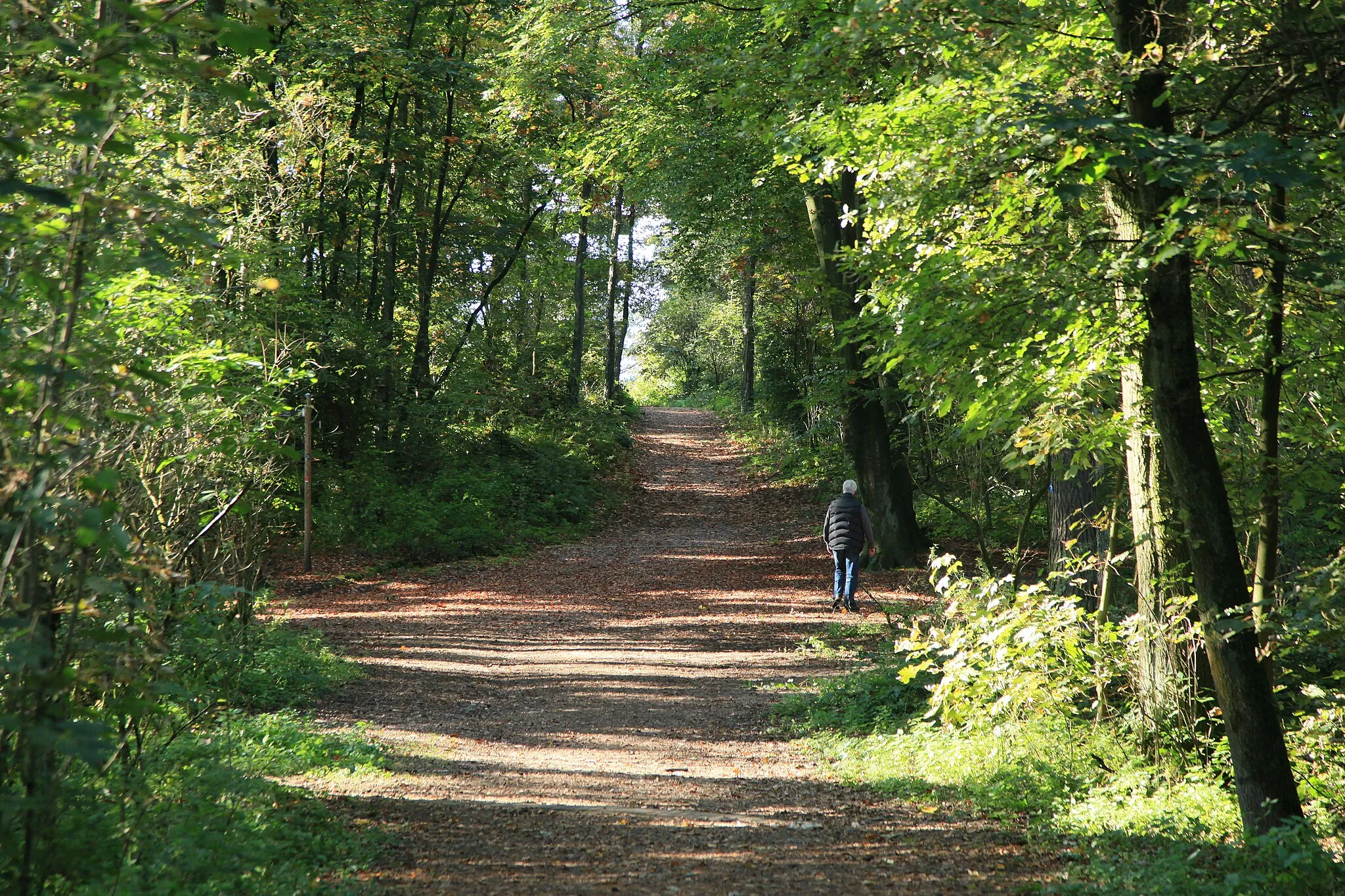Photo showing: Jaberg in der Hildener Heide in Hilden