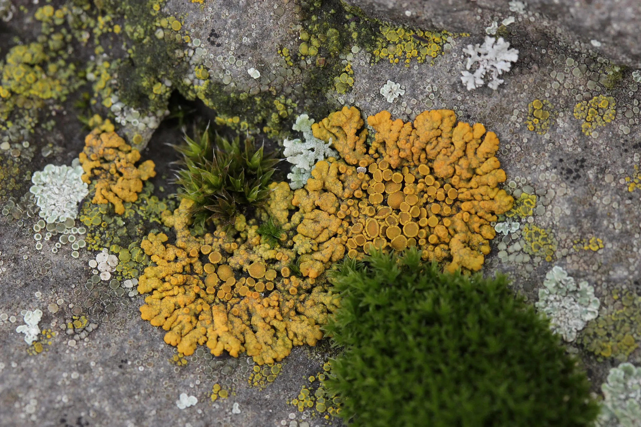 Photo showing: Elegant Sunburst Lichen - Rusavskia elegans