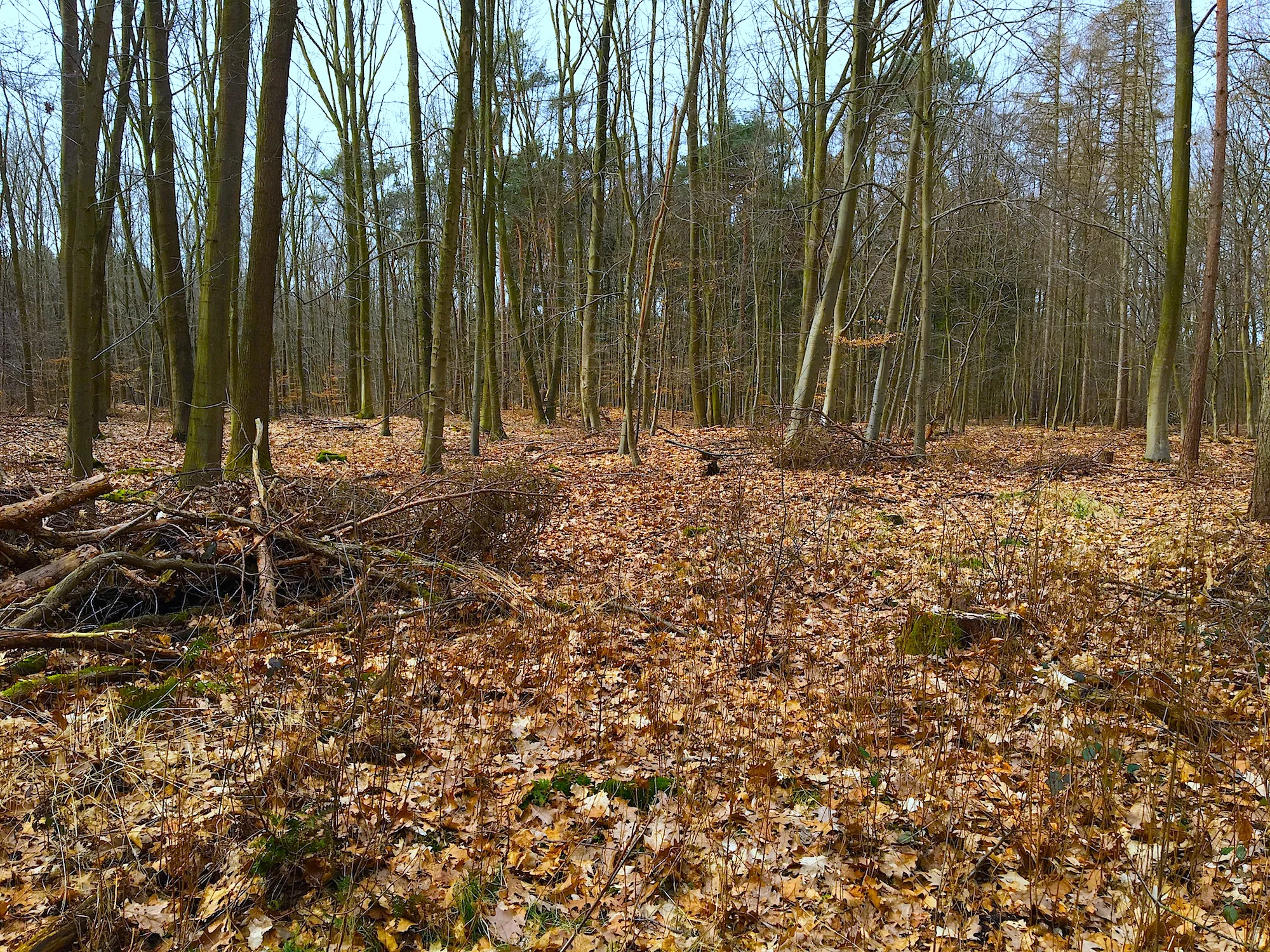 Photo showing: Campaign excursion on the forest area Hardter Wald at Mönchengladbach, Germany. March 11, 2017.