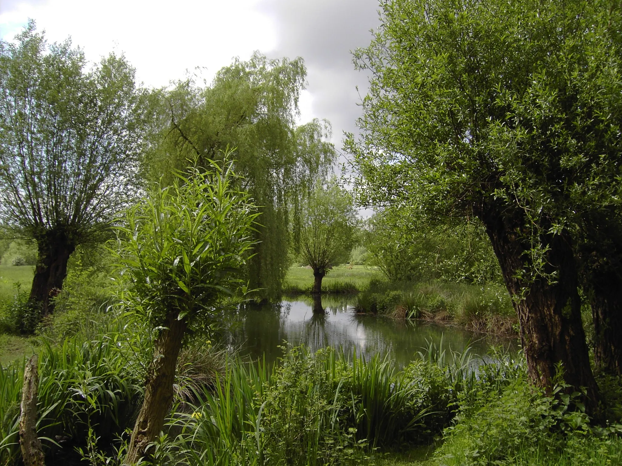 Photo showing: Auenlandschaft mit Kopfweiden, Museumsinsel Hombroich, Neuss