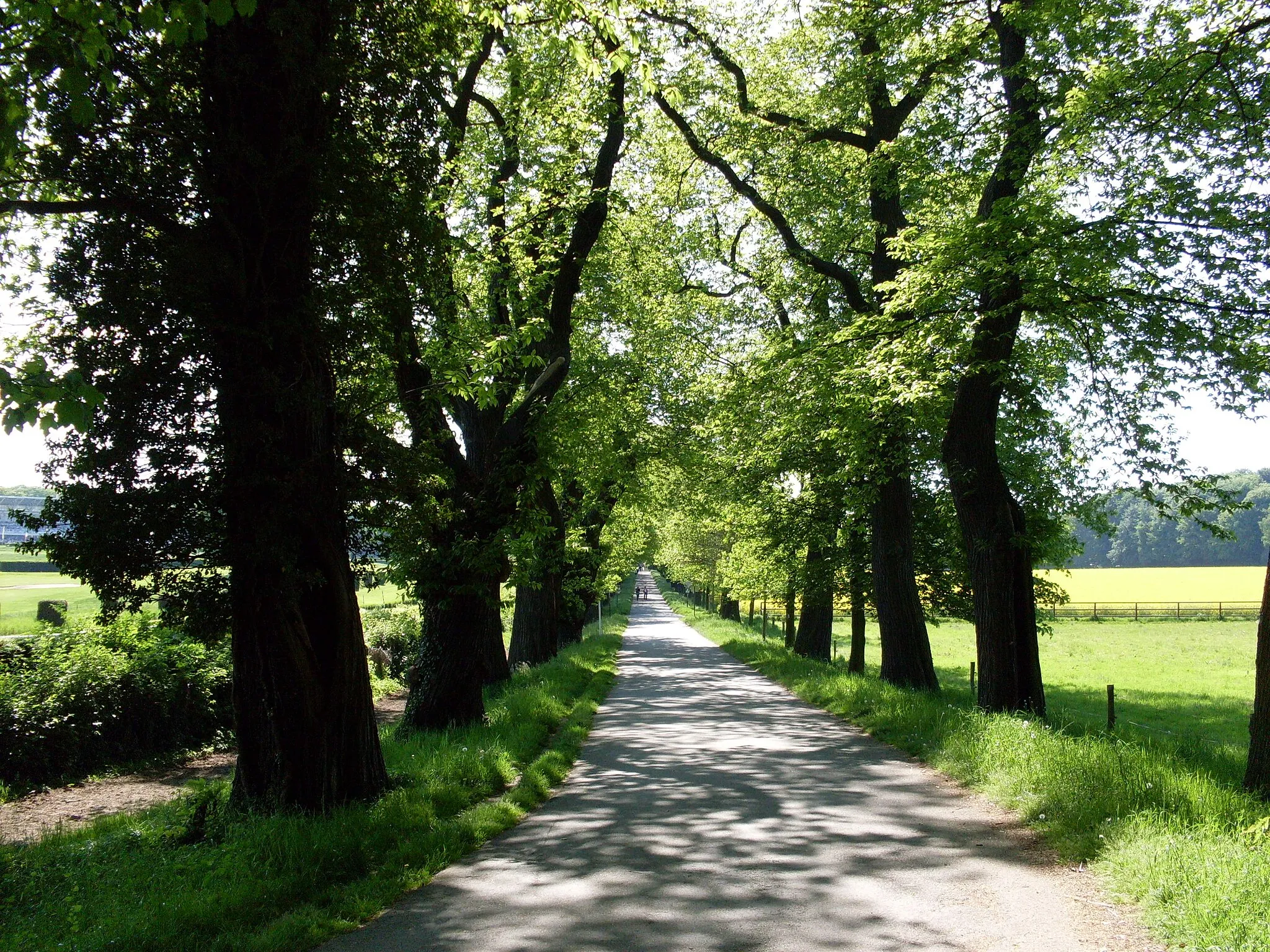 Photo showing: Düsseldorf-Ludenberg, Kastanienallee entlang der Galopprennbahn