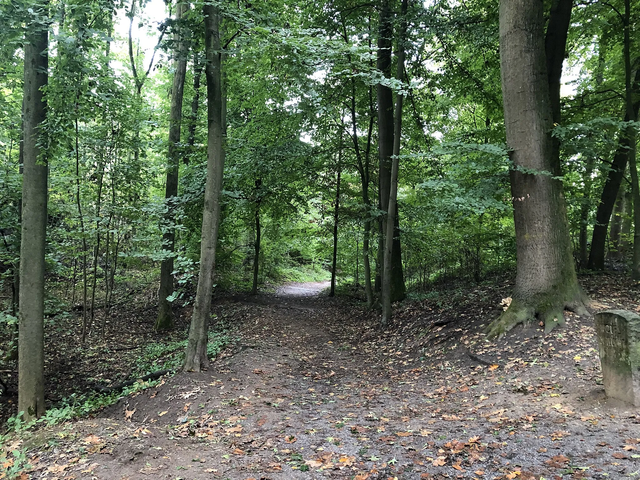 Photo showing: Wolfsschlucht im Grafenberger Wald Düsseldorf, Oktober 2020