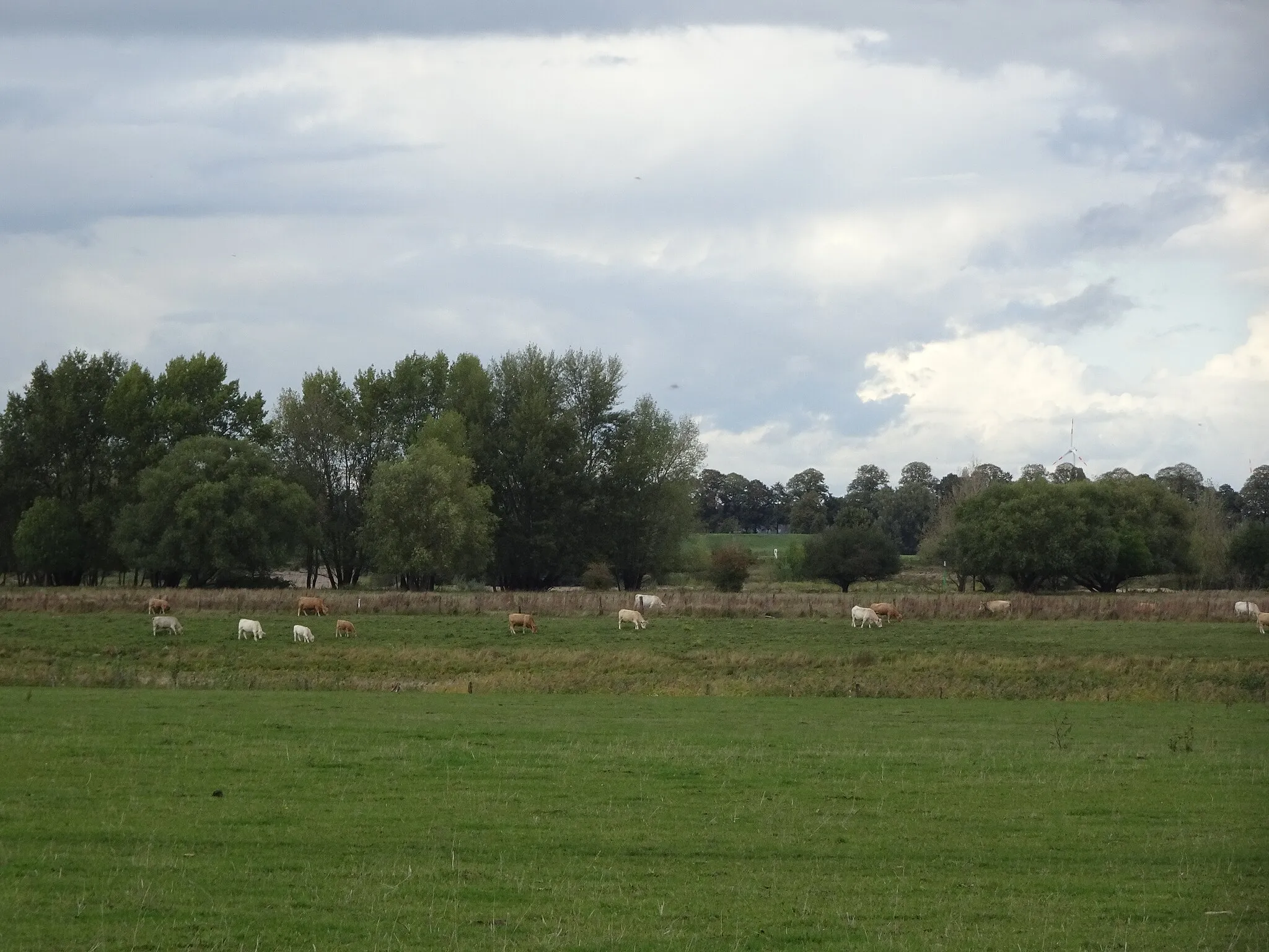 Photo showing: Xanten-Obermörmter, omgeving Husenweg in NSG Reeser Schanz, blik op weideland met koeien aan de Flutmulde Rees, veldnaam: Auf den Husen / Op het Husen