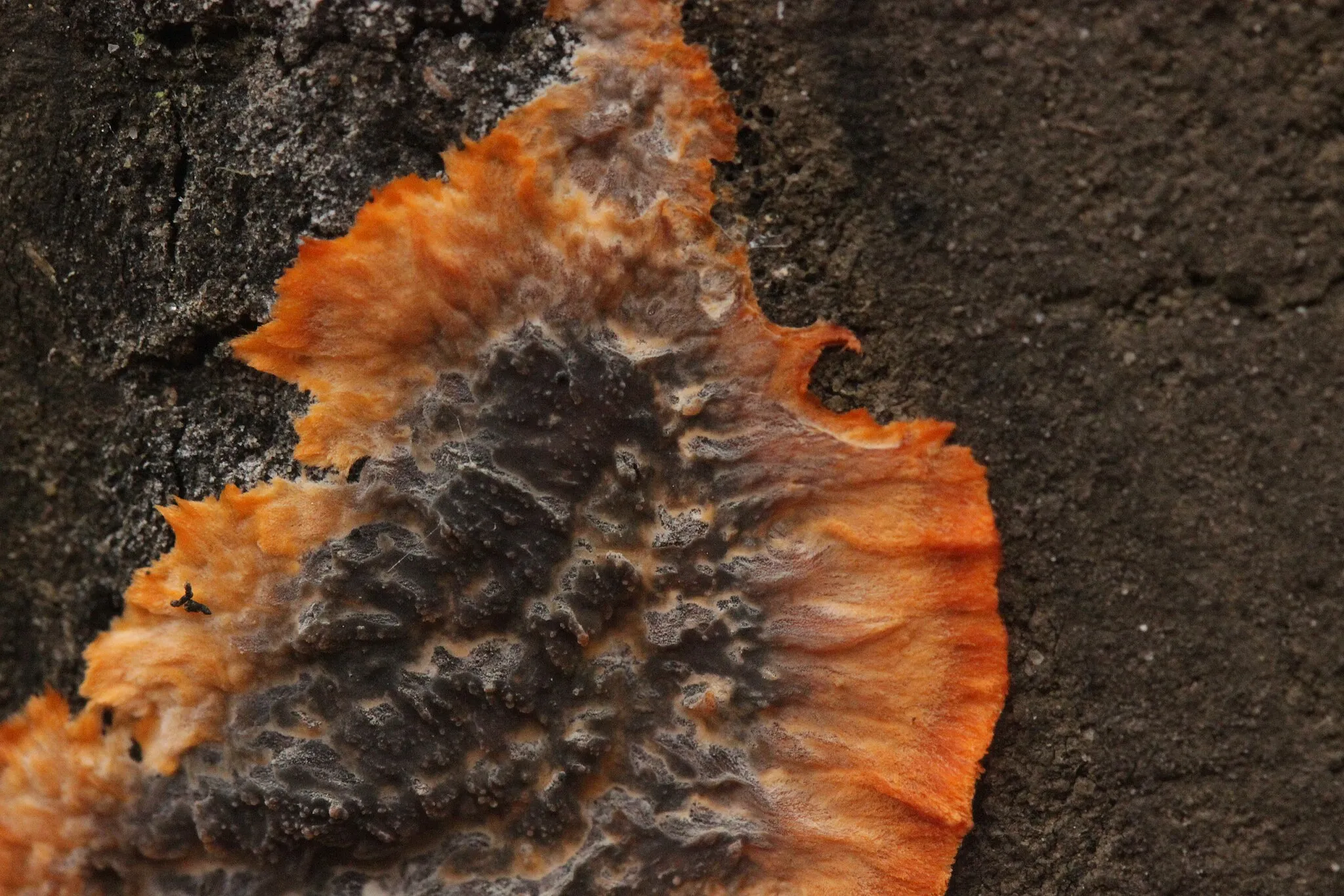 Photo showing: Wrinkled Crust - Phlebia radiata