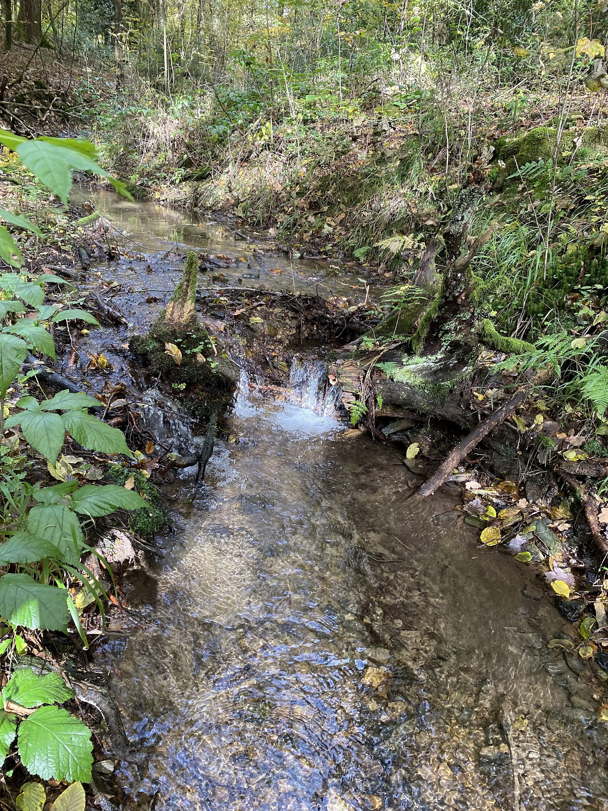 Photo showing: Schürsiepen - rechter Zufluss zur Neye im Naturschutzgebiet Neyetalsperre (NSG GM-096)