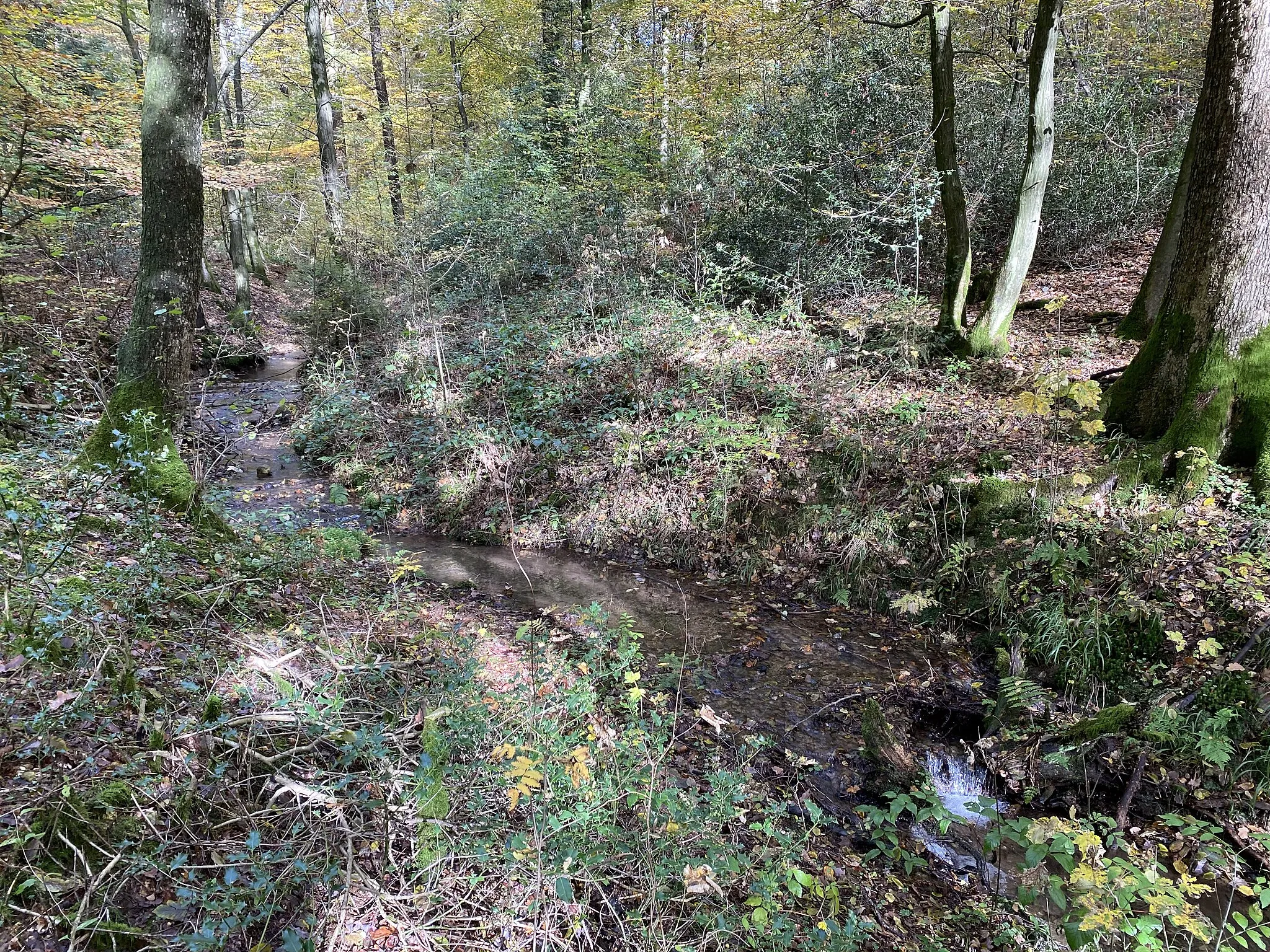 Photo showing: Schürsiepen - rechter Zufluss zur Neye im Naturschutzgebiet Neyetalsperre (NSG GM-096)
