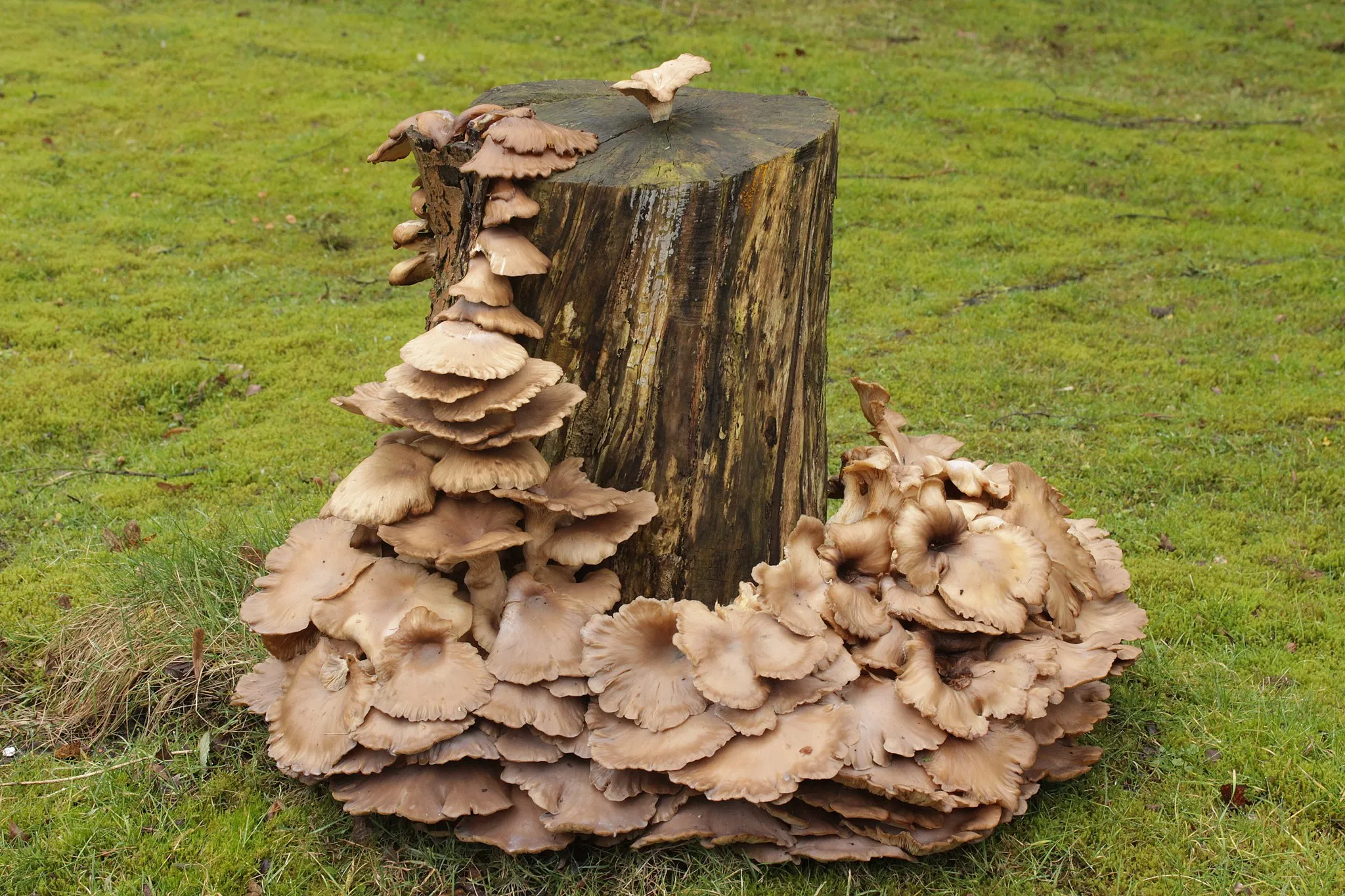 Photo showing: Oyster Mushroom - Pleurotus ostreatus