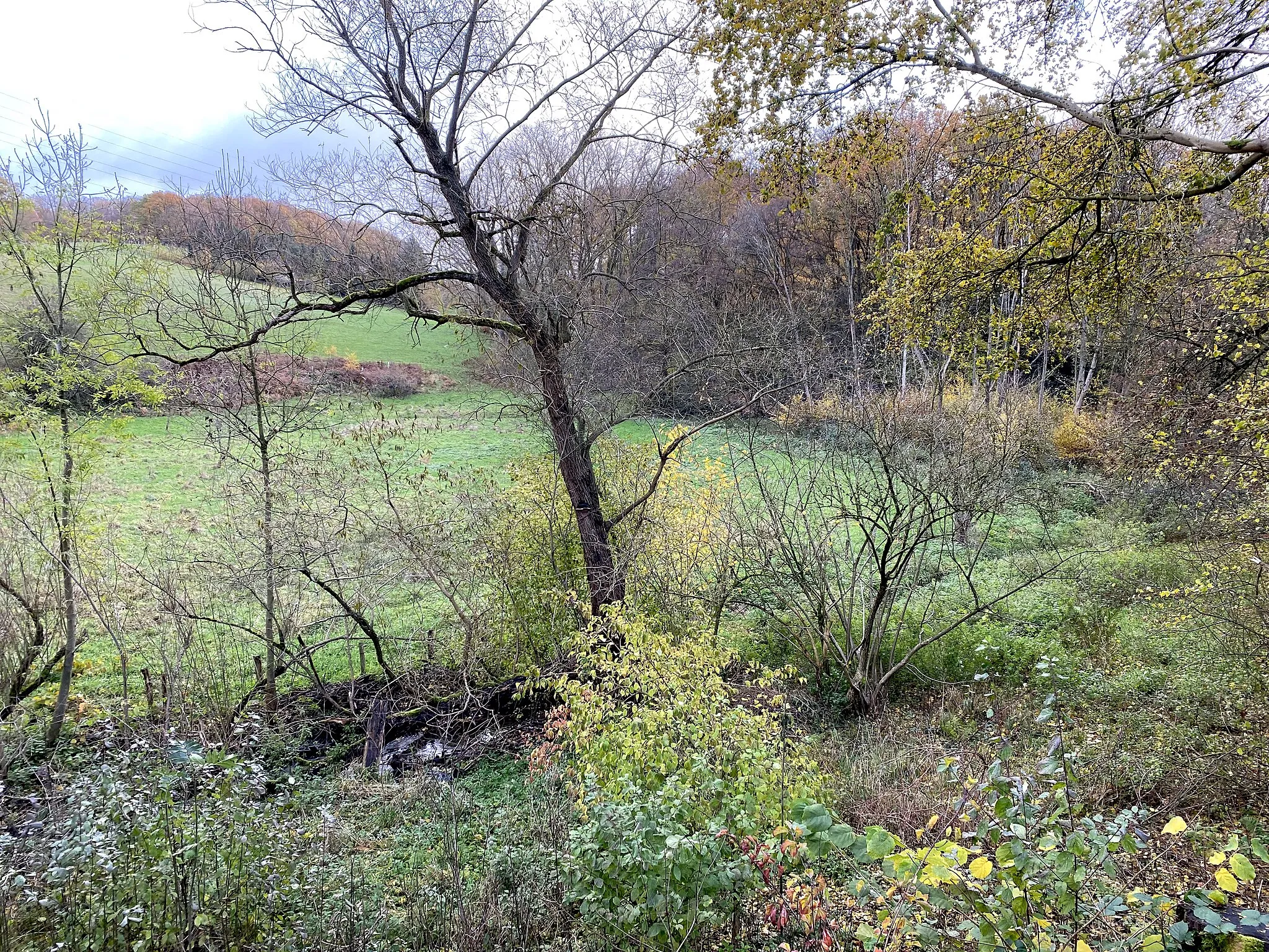 Photo showing: Naturschutzgebiet Unteres Sprockhöveler Bachtal - Zur Voßkuhle