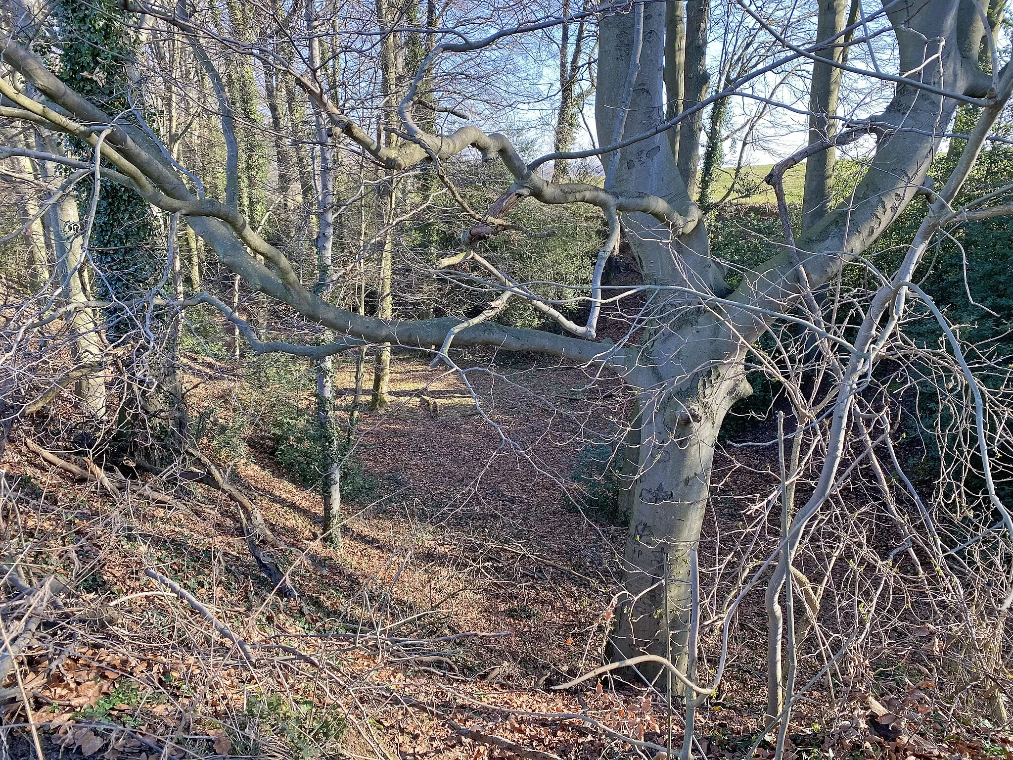 Photo showing: Naturschutzgebiet Mauerbachtal