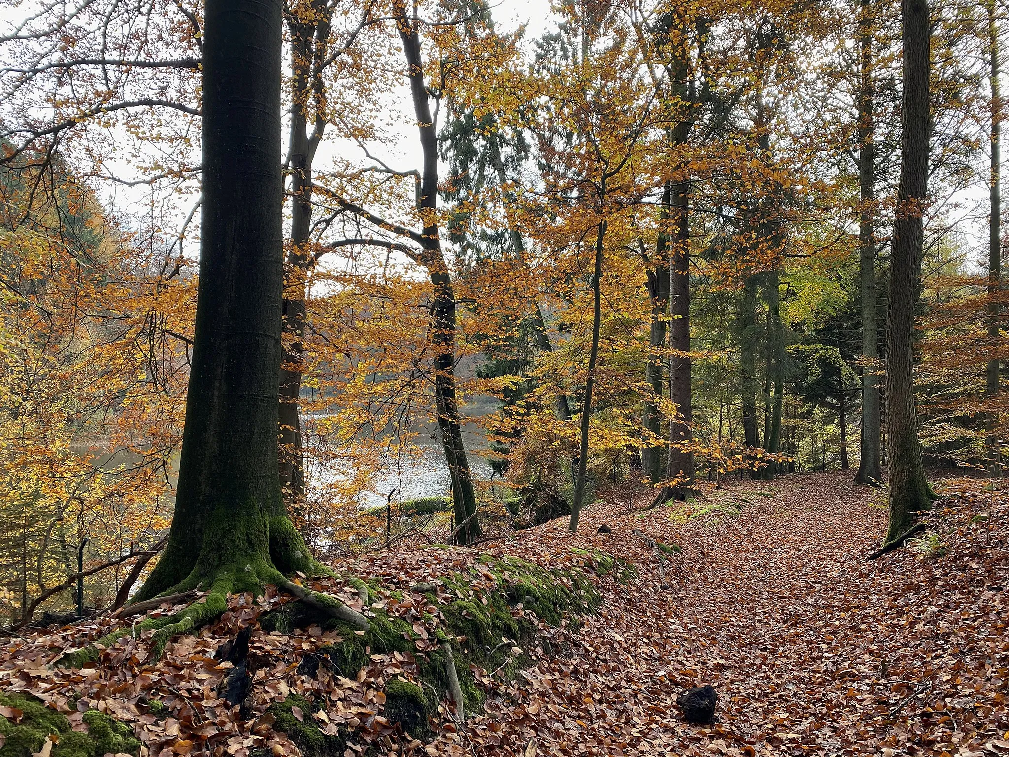 Photo showing: Alte Heerstraße - Hohlwegesystem Eschbachtalsperre