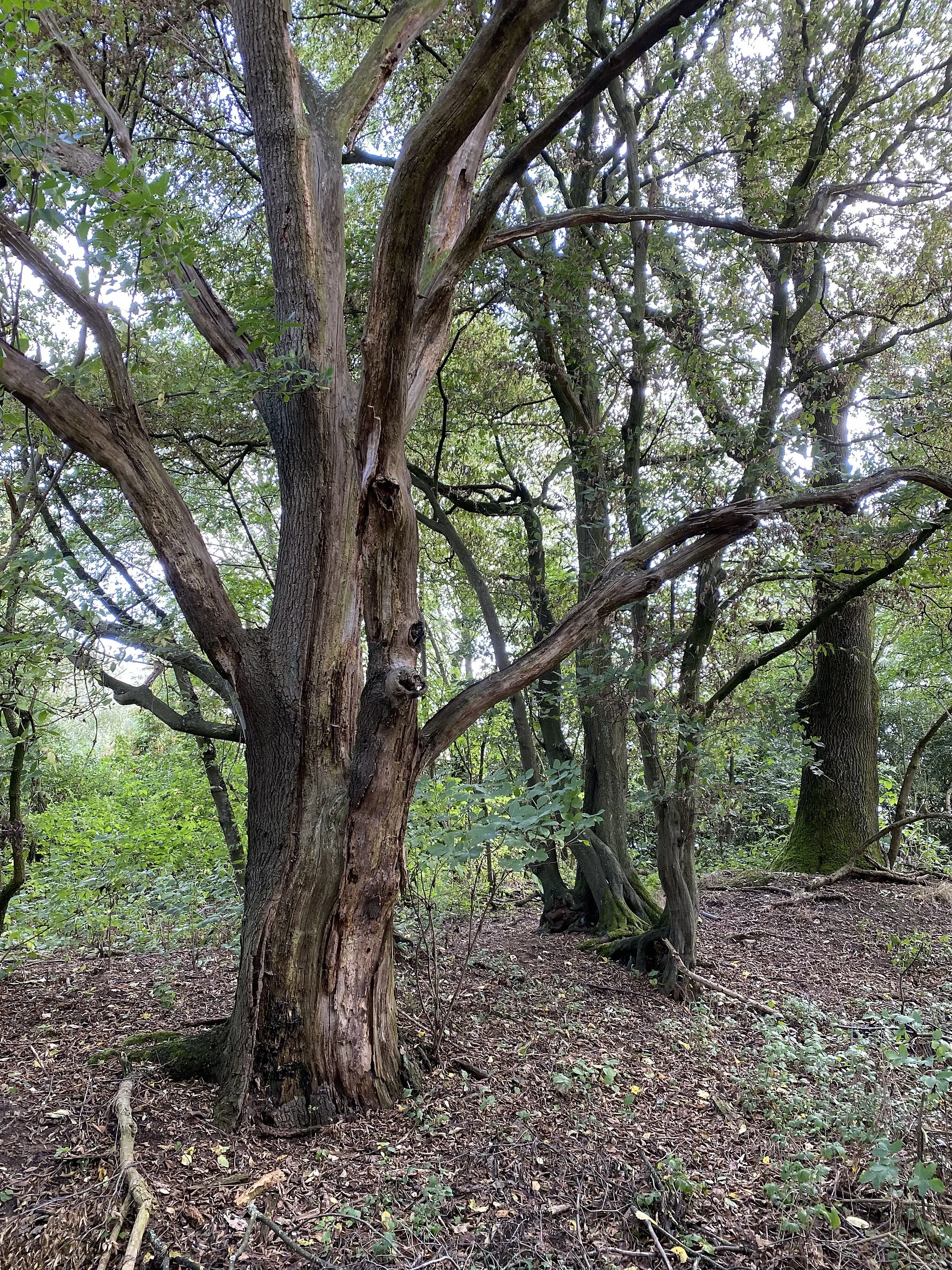 Photo showing: Totholz im NSG Elbsee  - wichtige Quelle für Nahrung und Verstecke für Insekten und Vögel